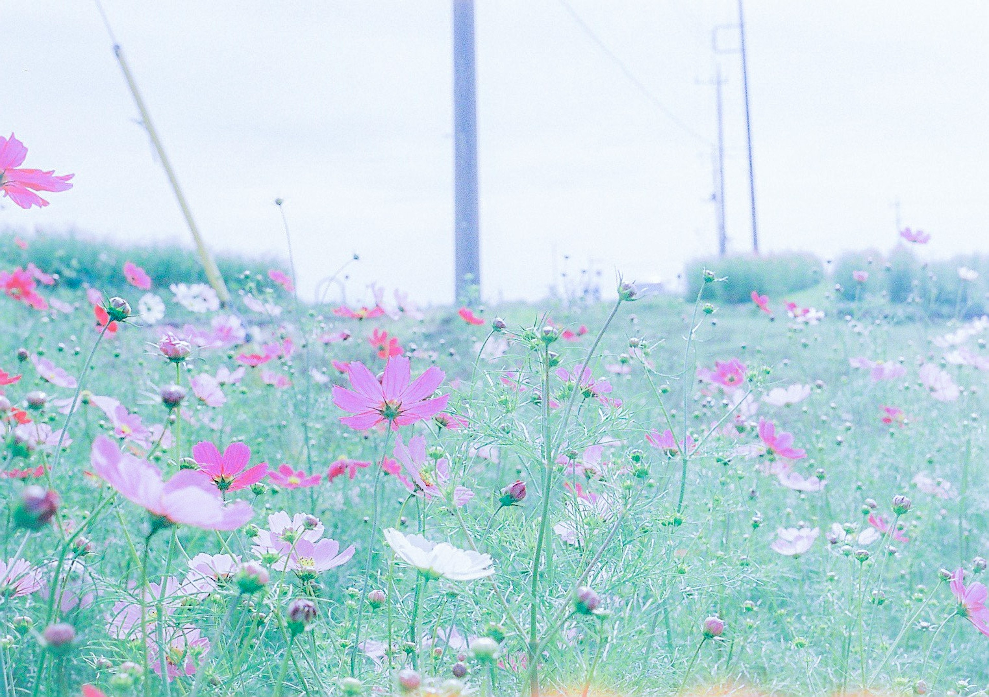 淡い色合いの花畑に立つコスモスの花々と電柱