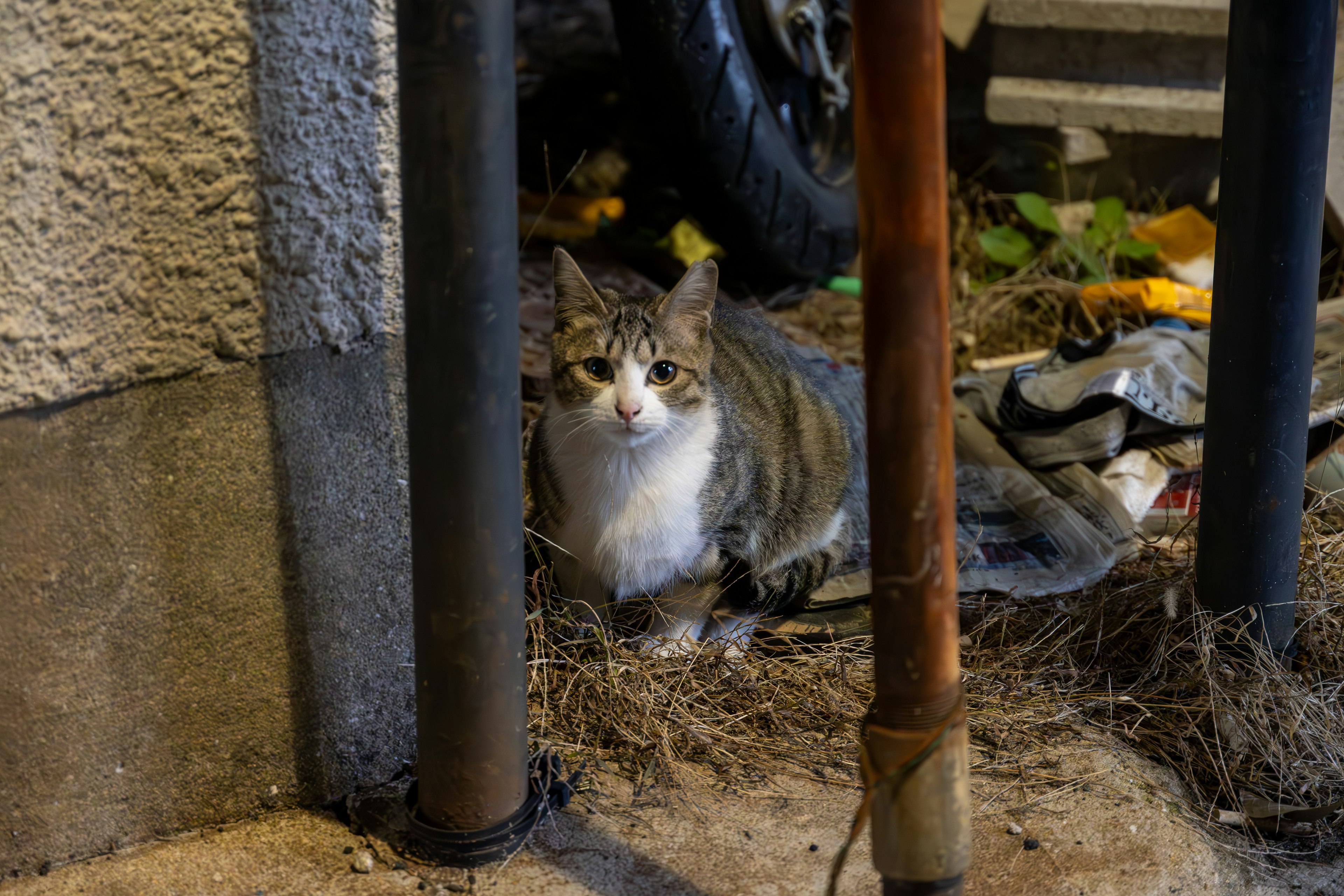 A gray tabby cat sitting in an alley surrounded by pipes and debris