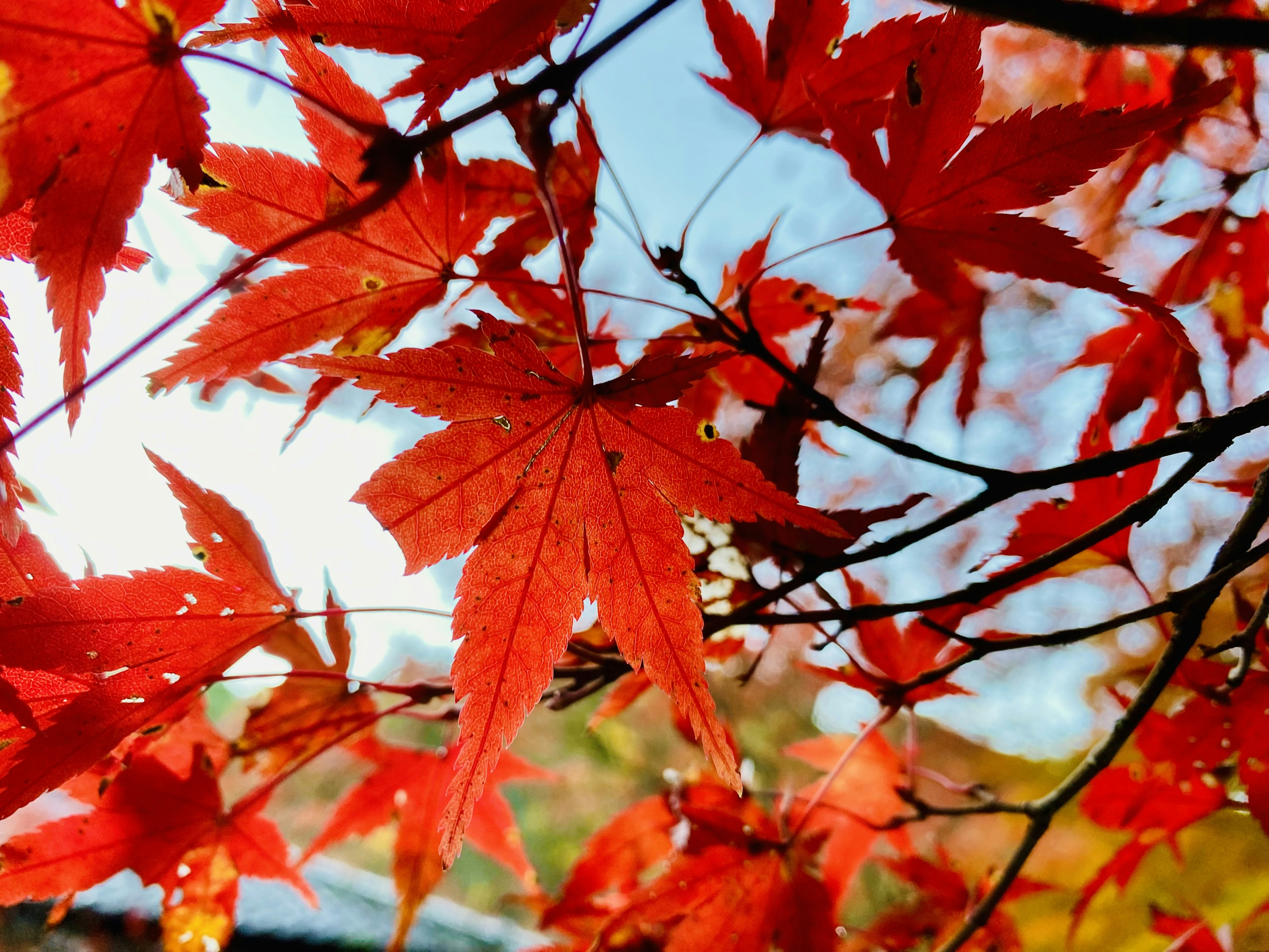 Vibrant red maple leaves shining under a blue sky