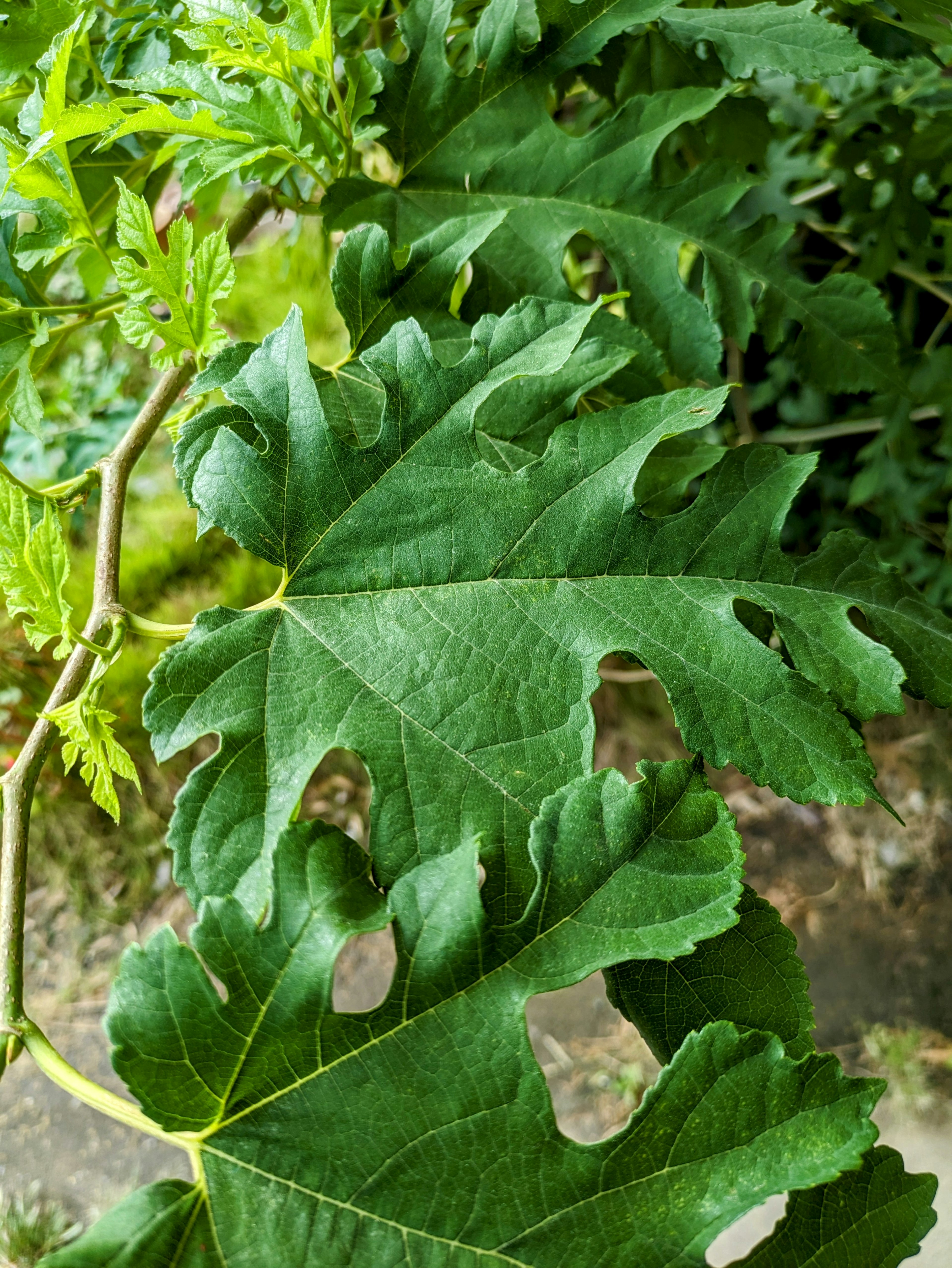 Foto en primer plano de una planta con hojas verdes distintivas