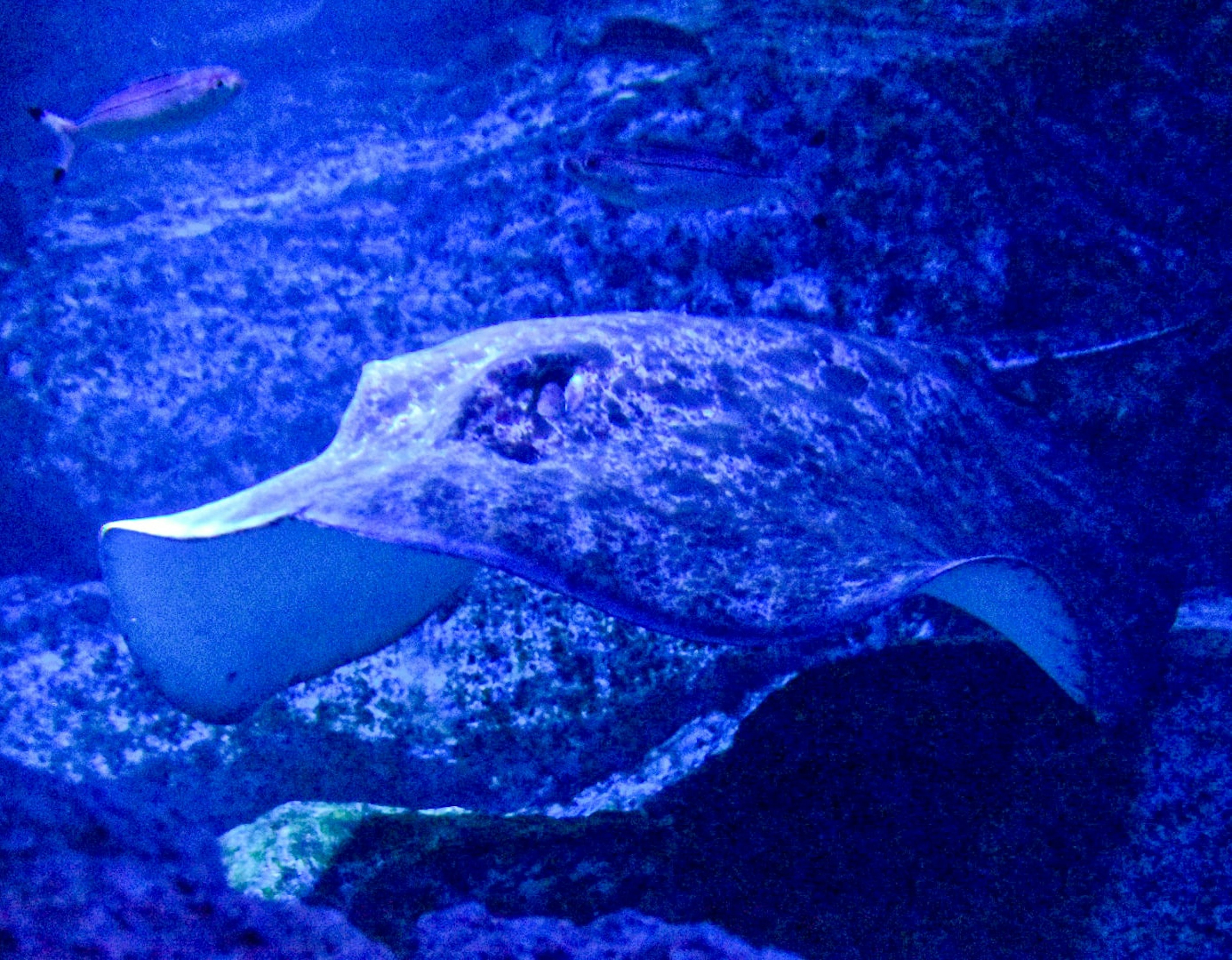 Eine lebhafte Rochen, die im blauen Wasser schwimmt