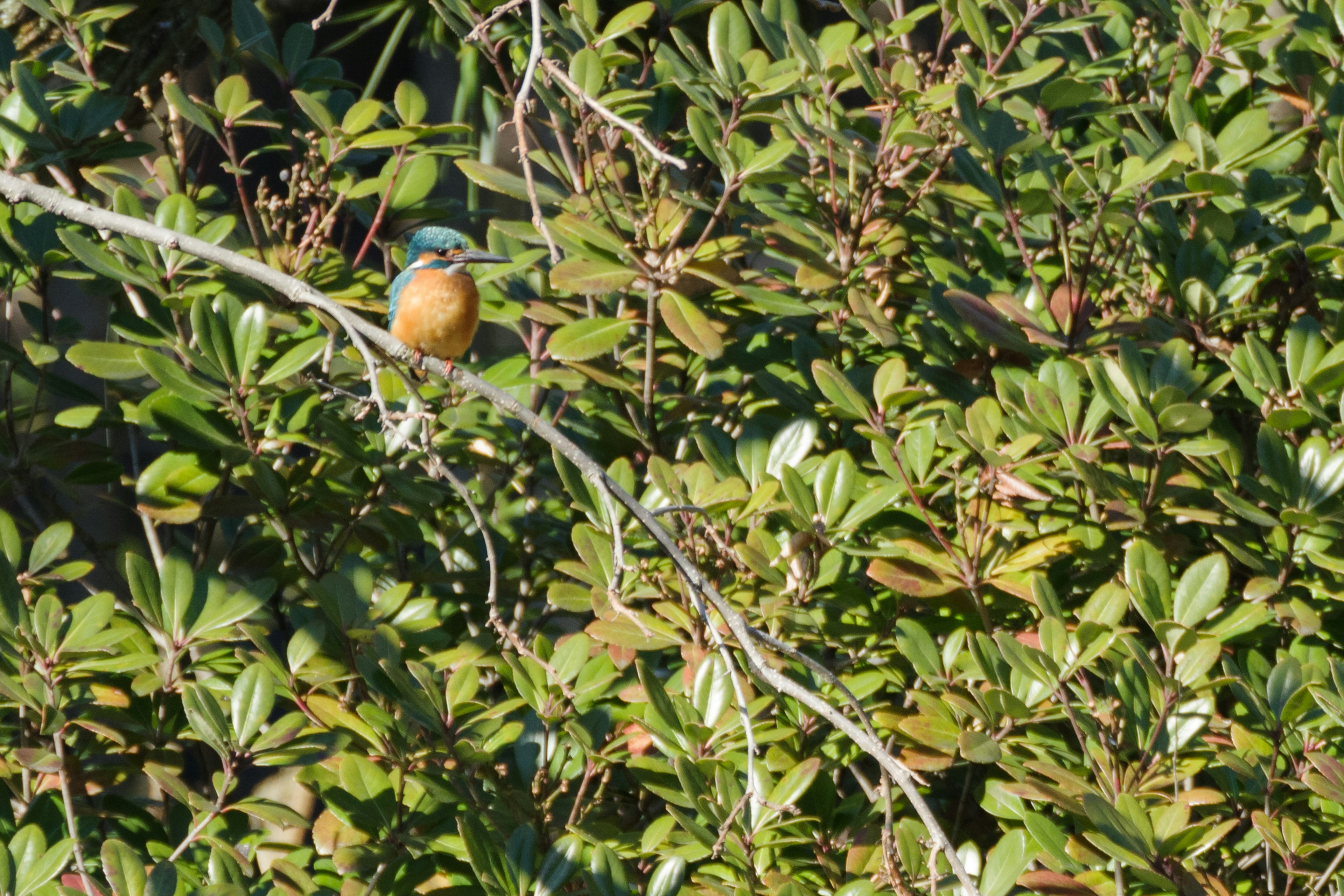 A colorful bird perched on a branch amidst lush green leaves