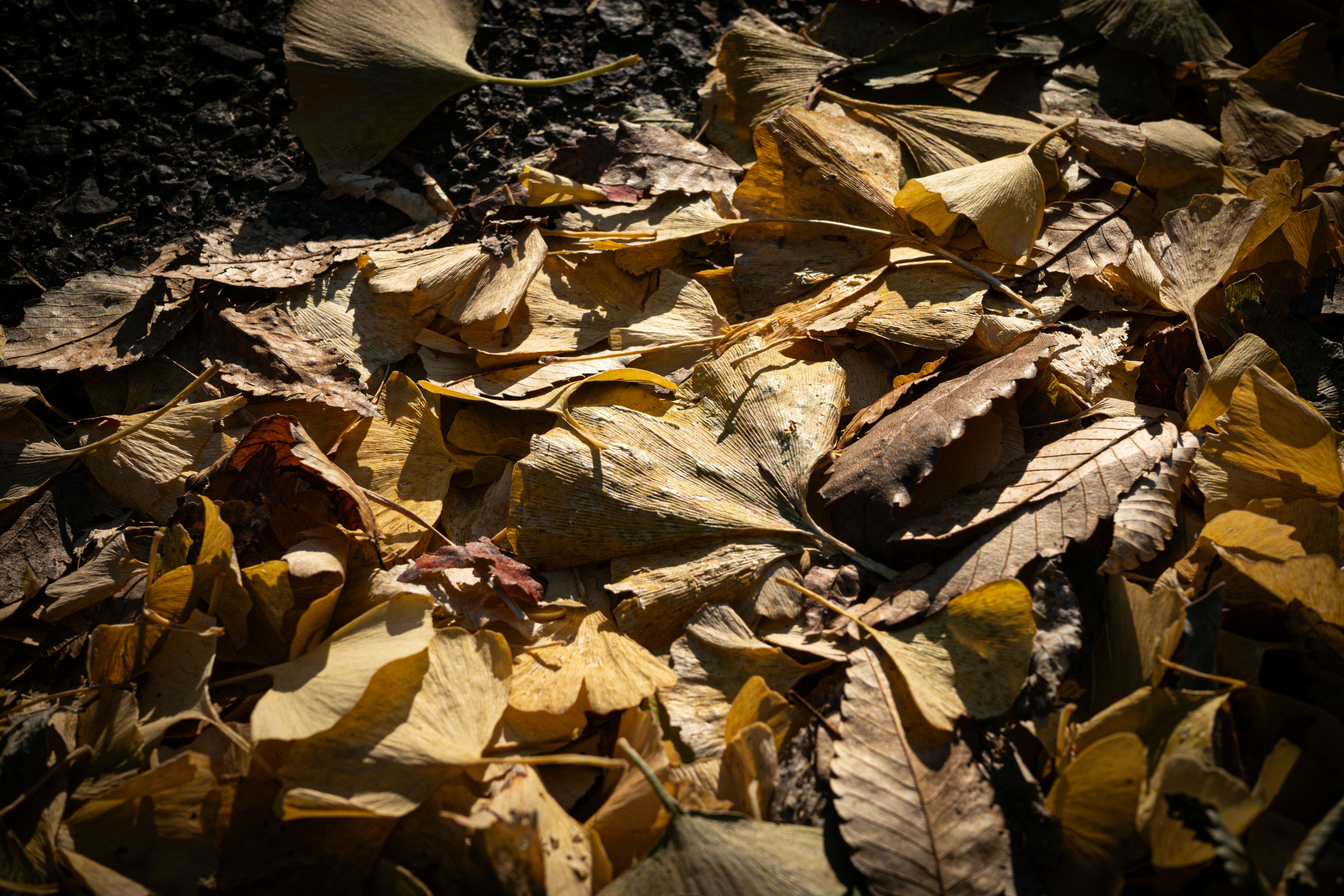 Un tas de feuilles d'automne éparpillées sur le sol