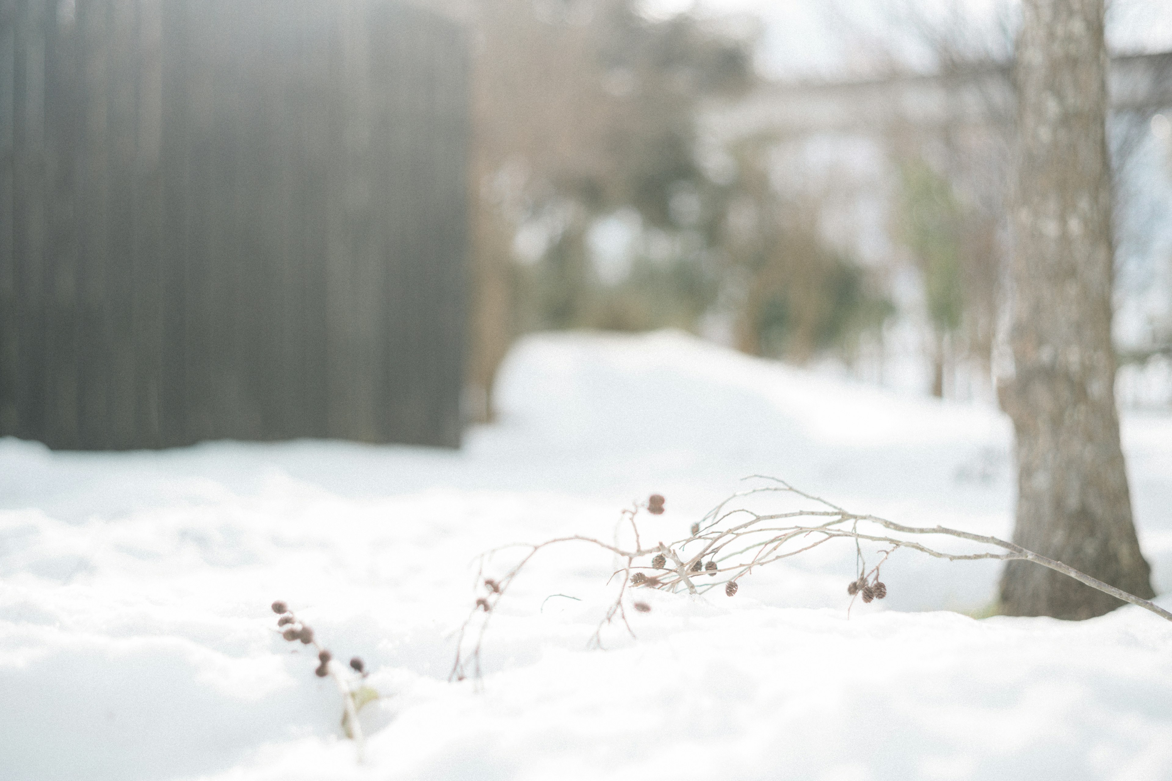 雪に覆われた風景の中に小さな枝が見える