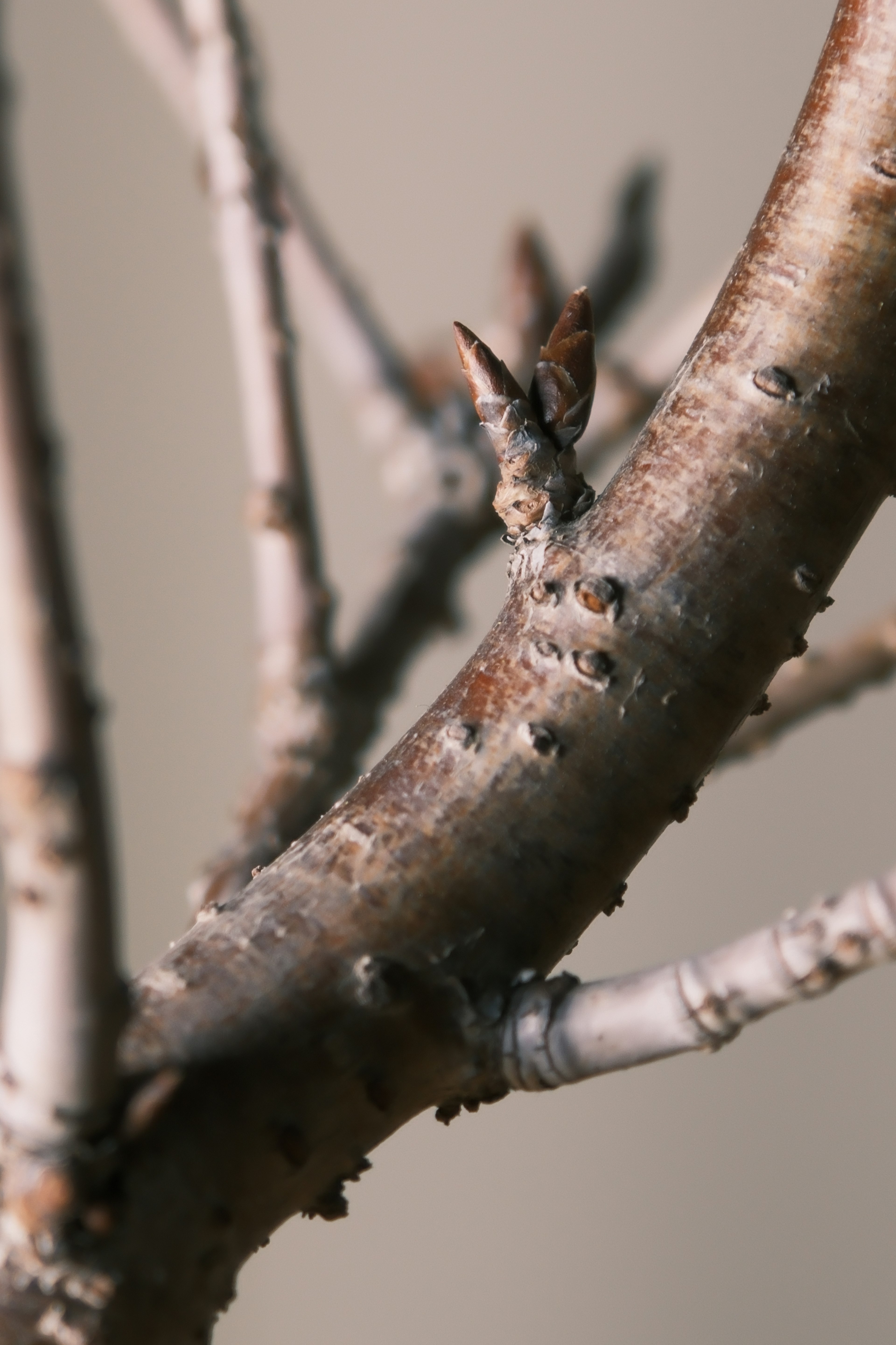 Nahaufnahme eines Baumzweigs mit sichtbaren Knospen