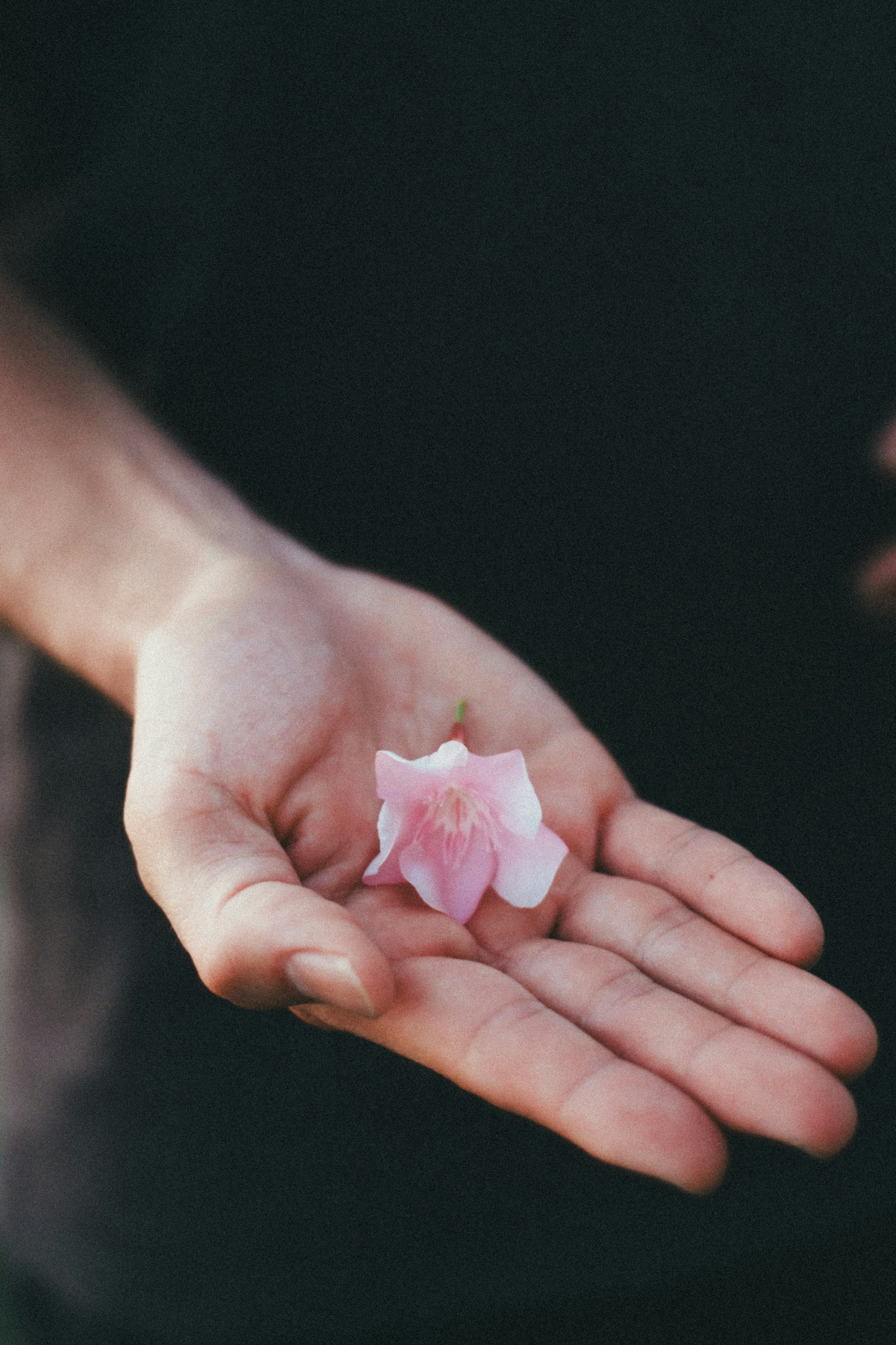 Bild eines zarten rosa Blütenblattes, das auf einer offenen Hand liegt