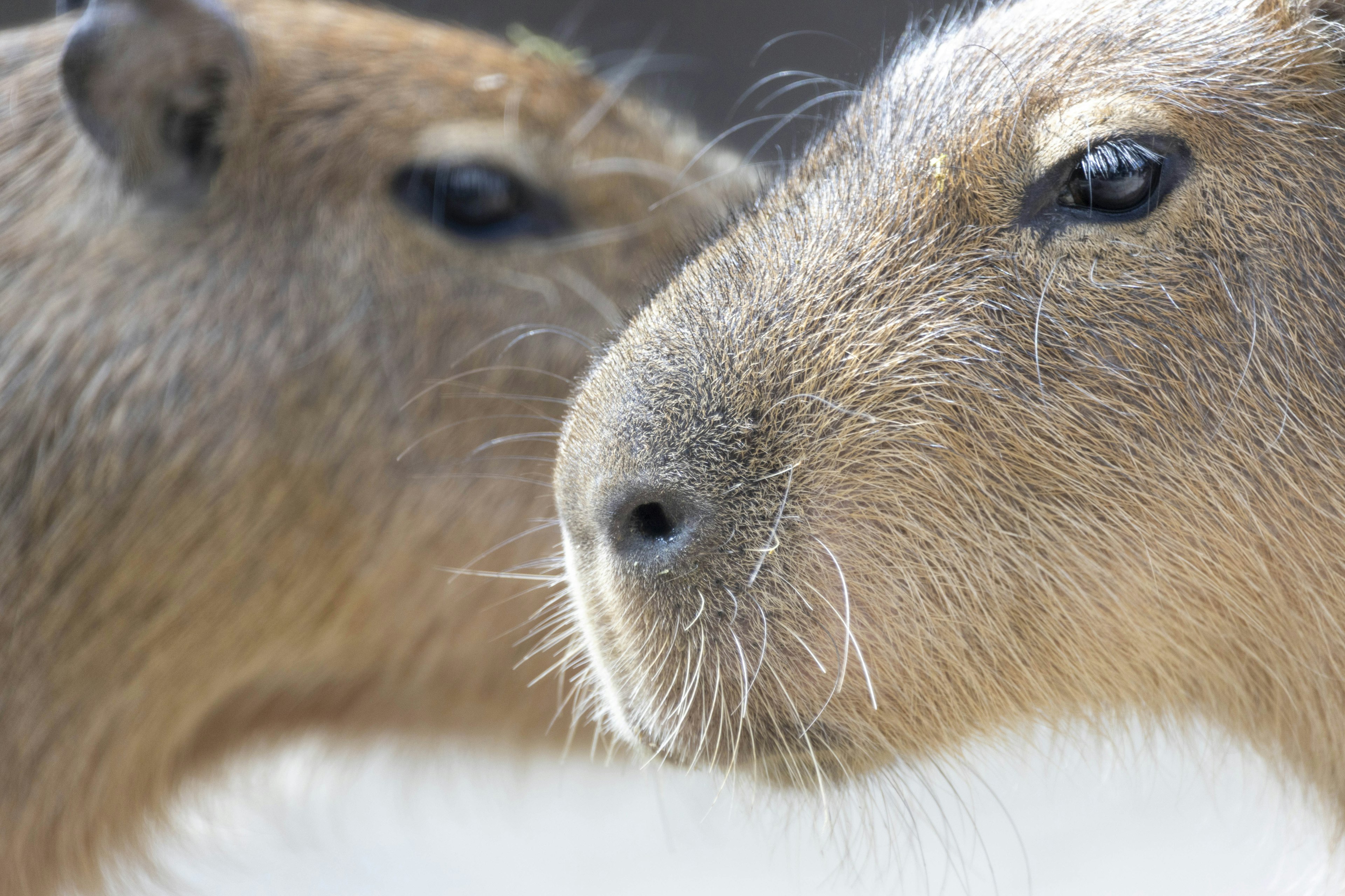 Close-up of capybara faces two capybaras close together