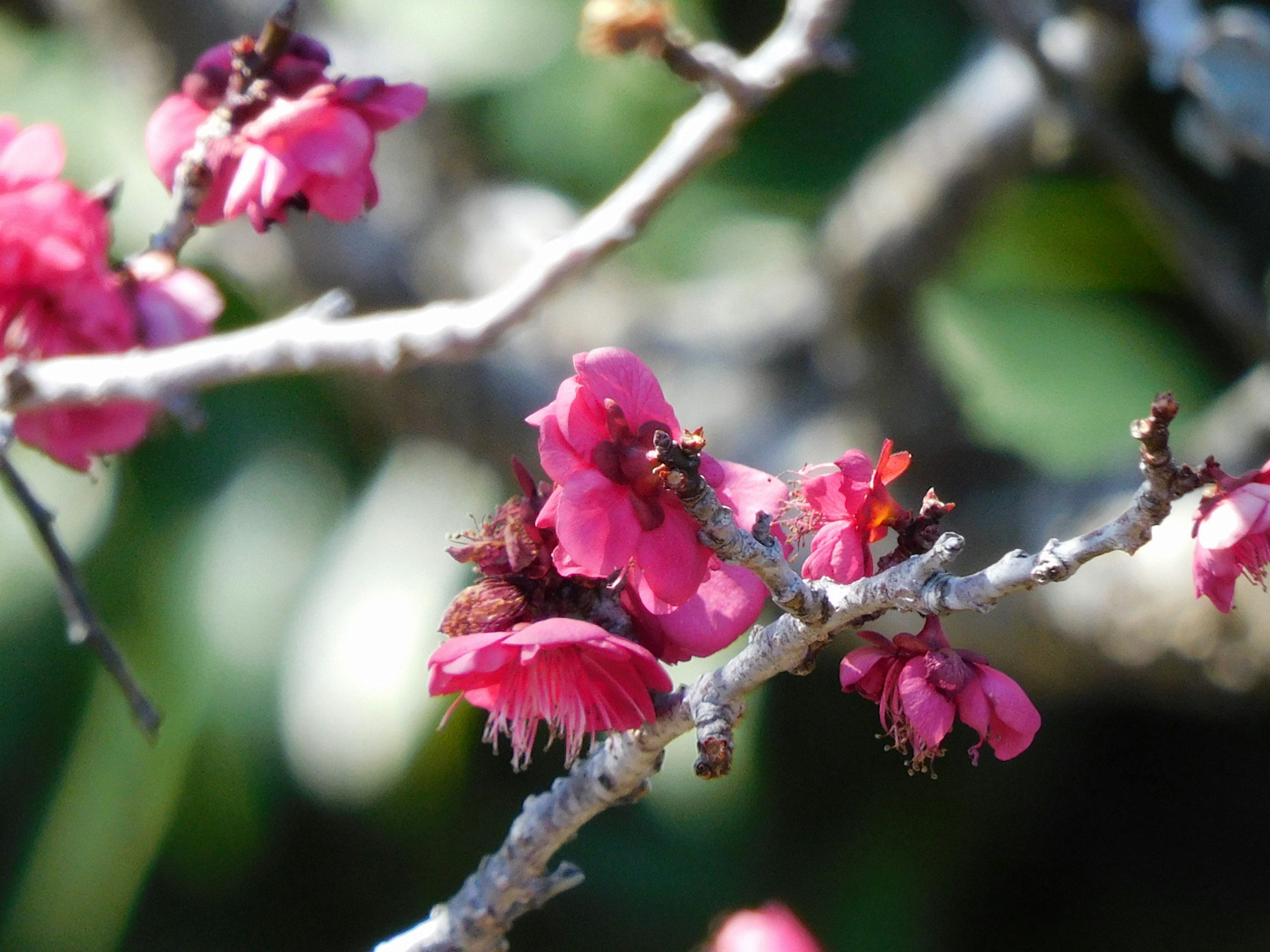 鮮やかなピンク色の花が枝に咲いている画像