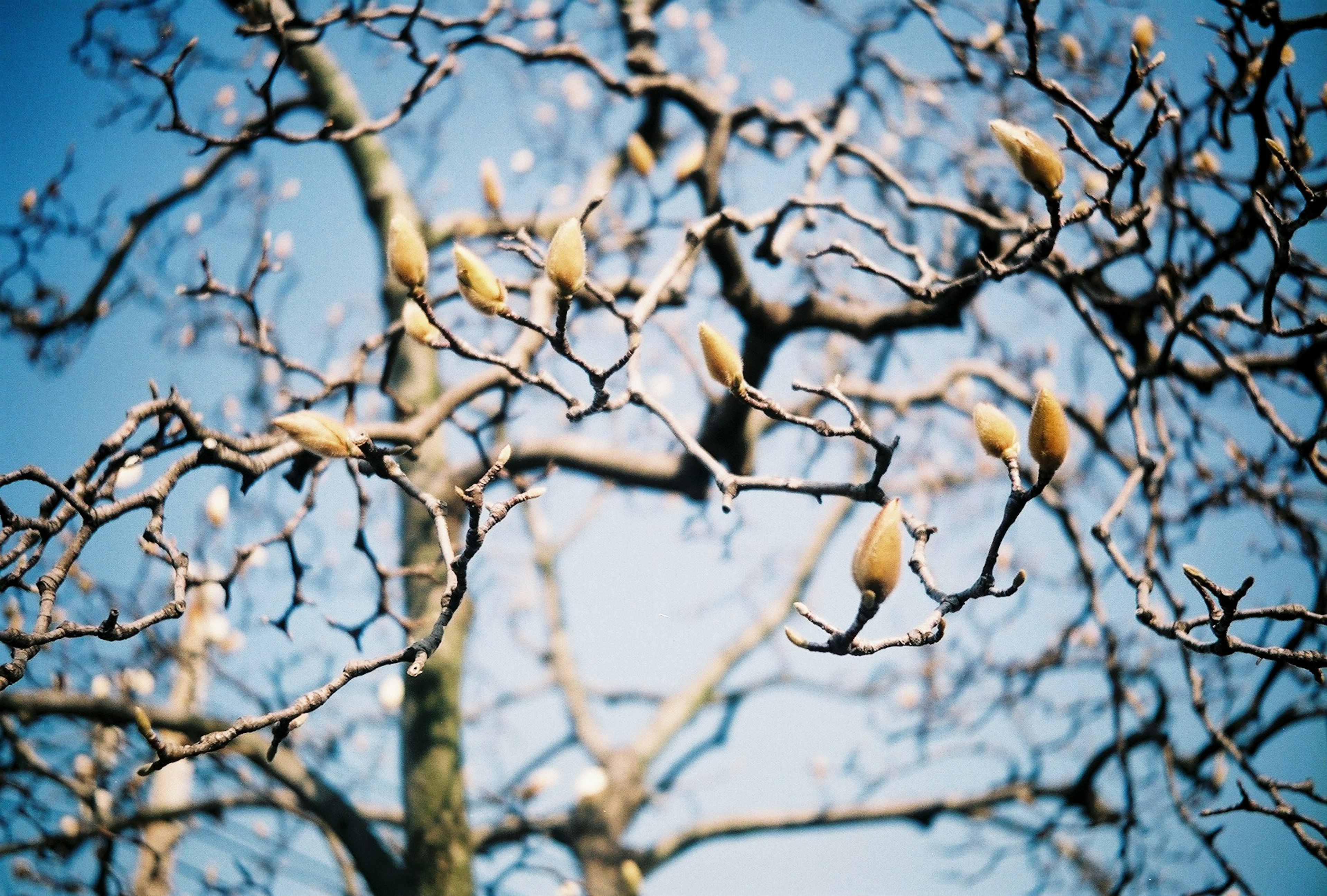 Bild eines Baumastes mit Knospen vor einem blauen Himmel