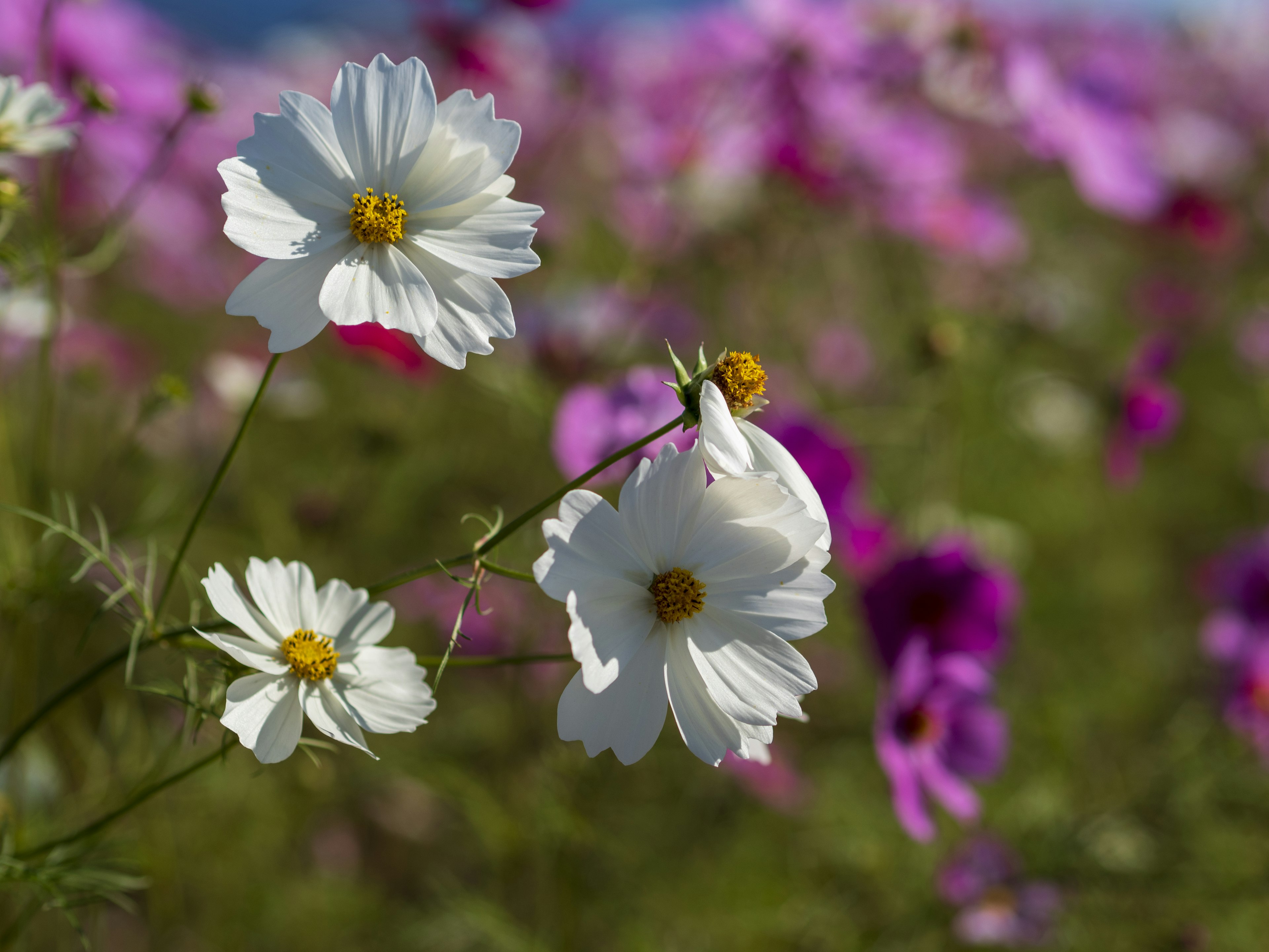 White cosmos flowers with purple blooms in the background