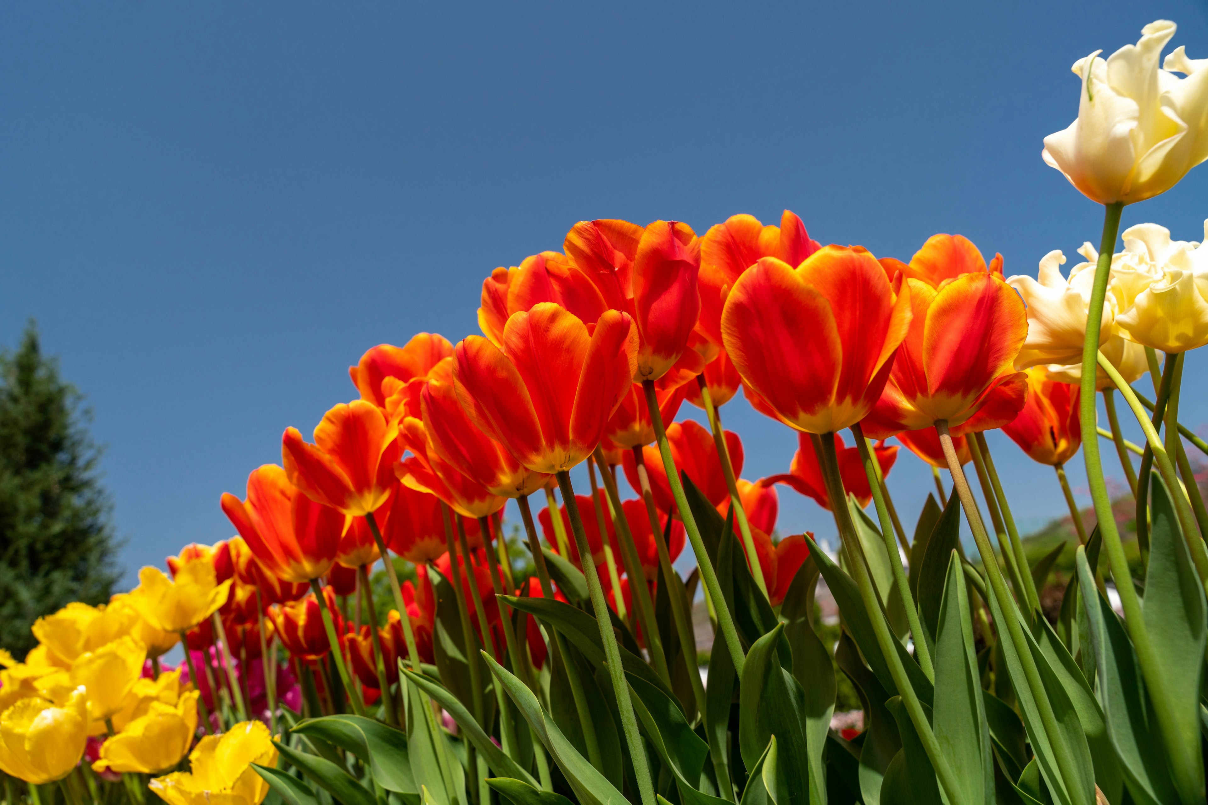 Fiori di tulipano vibranti in tonalità di rosso e giallo contro un cielo blu chiaro con foglie verdi lussureggianti