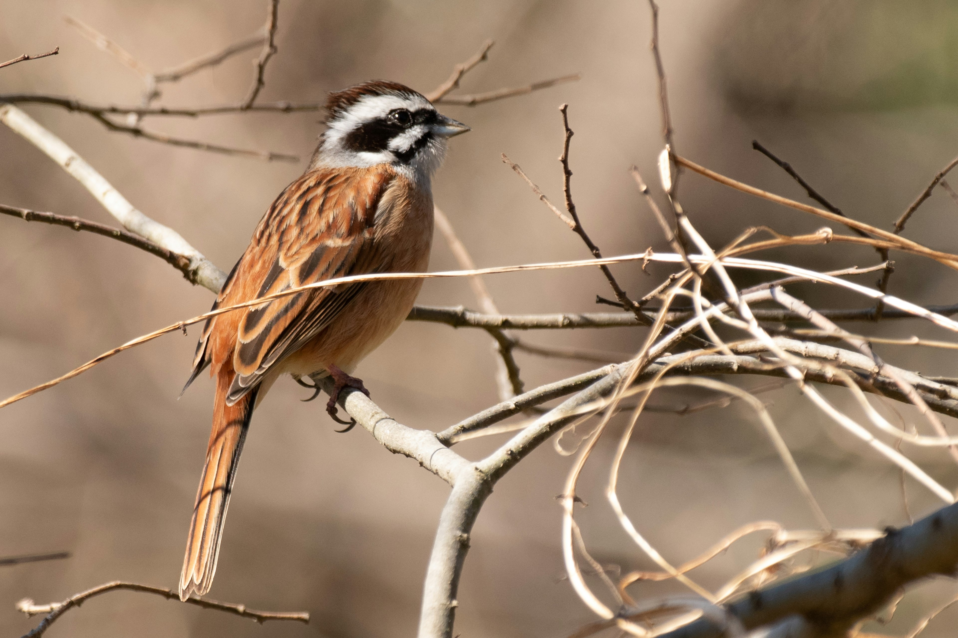 Un petit oiseau aux plumes brunes perché sur une branche