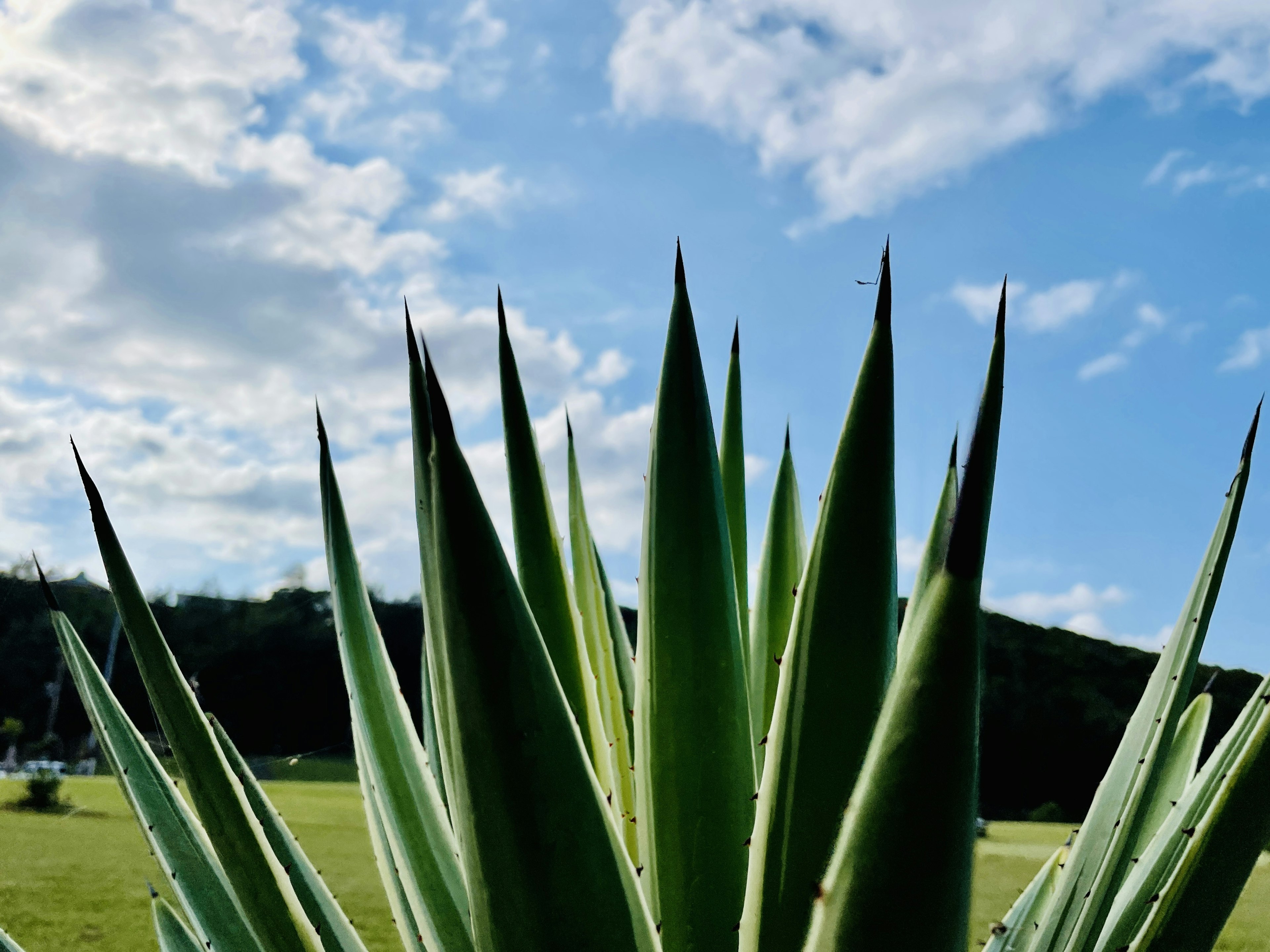 Close-up of agave leaves against a blue sky