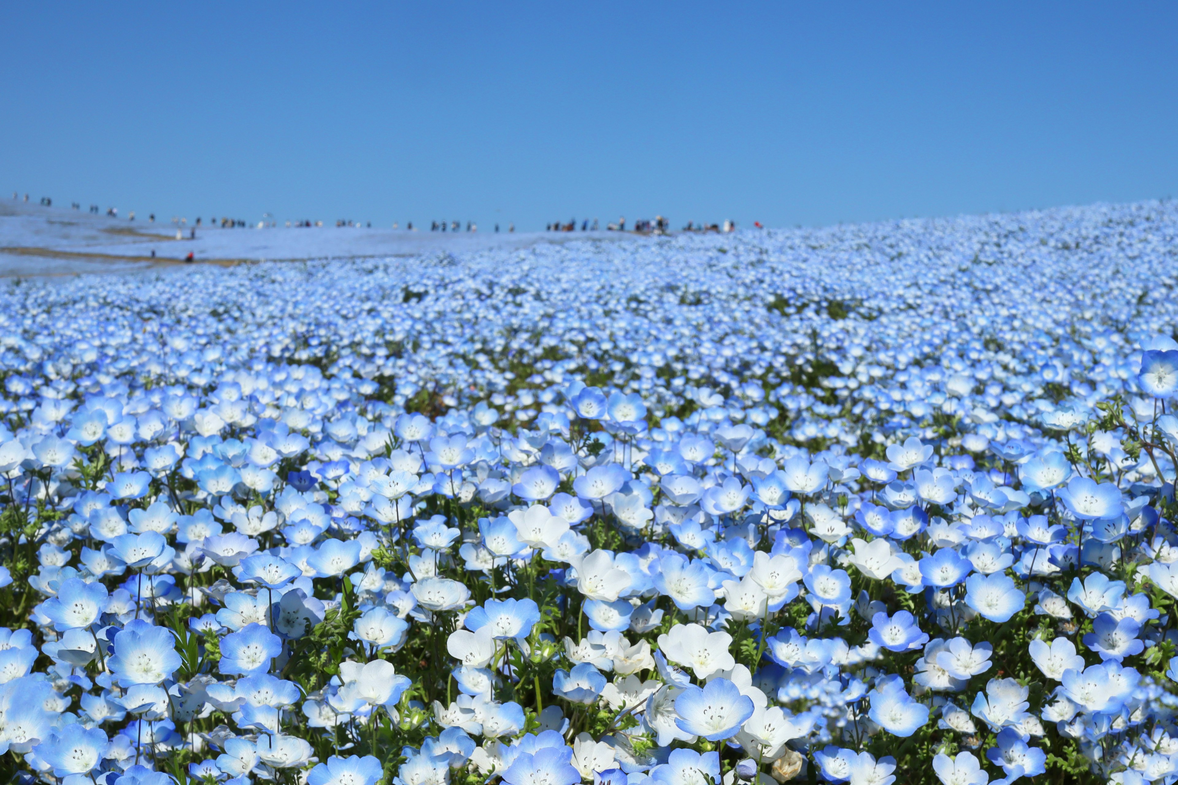 A stunning landscape filled with blooming blue flowers