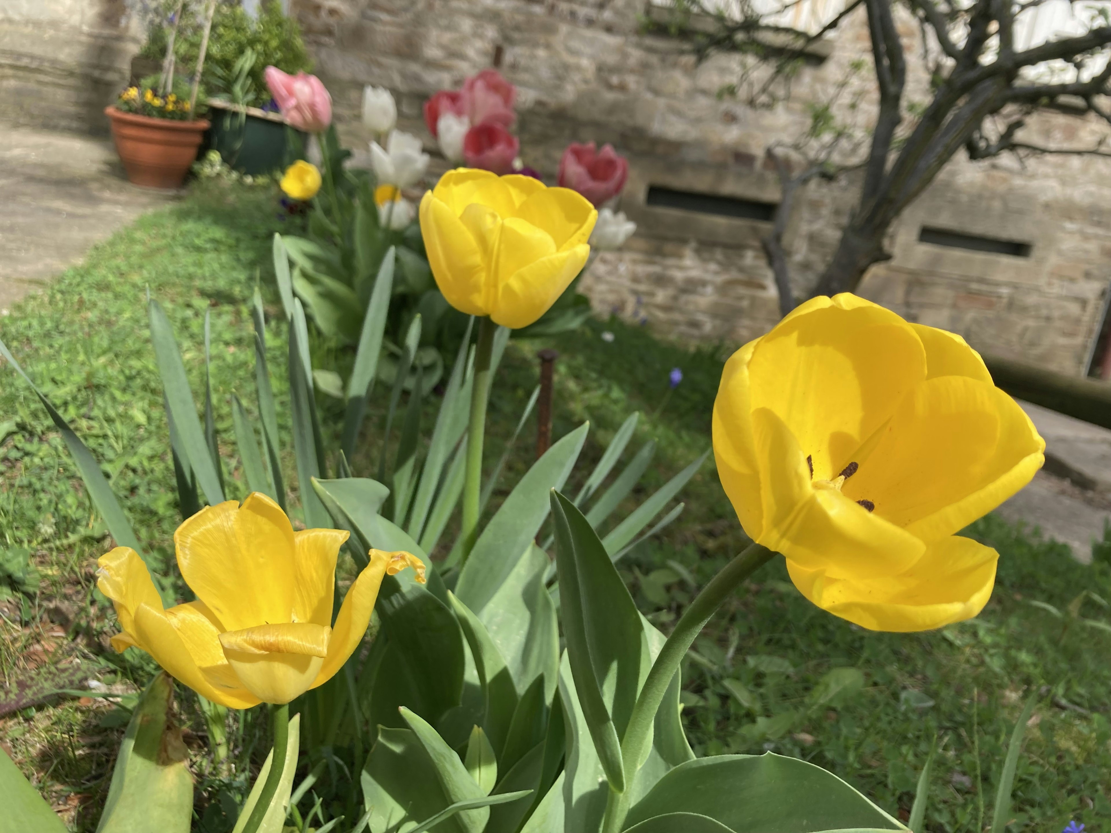 Yellow tulips in a garden with pink tulips in the background