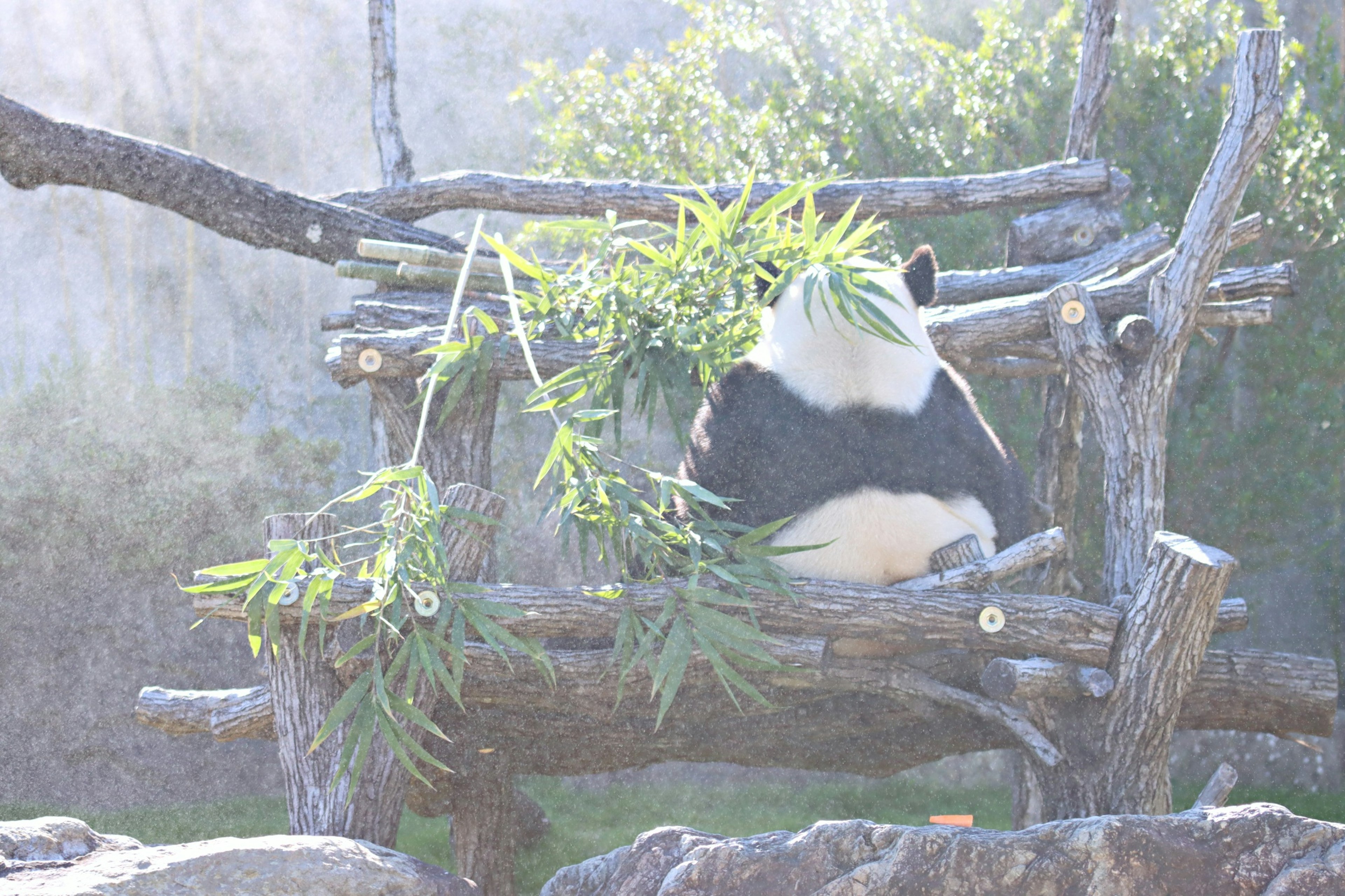 A panda sitting on a wooden structure enjoying bamboo