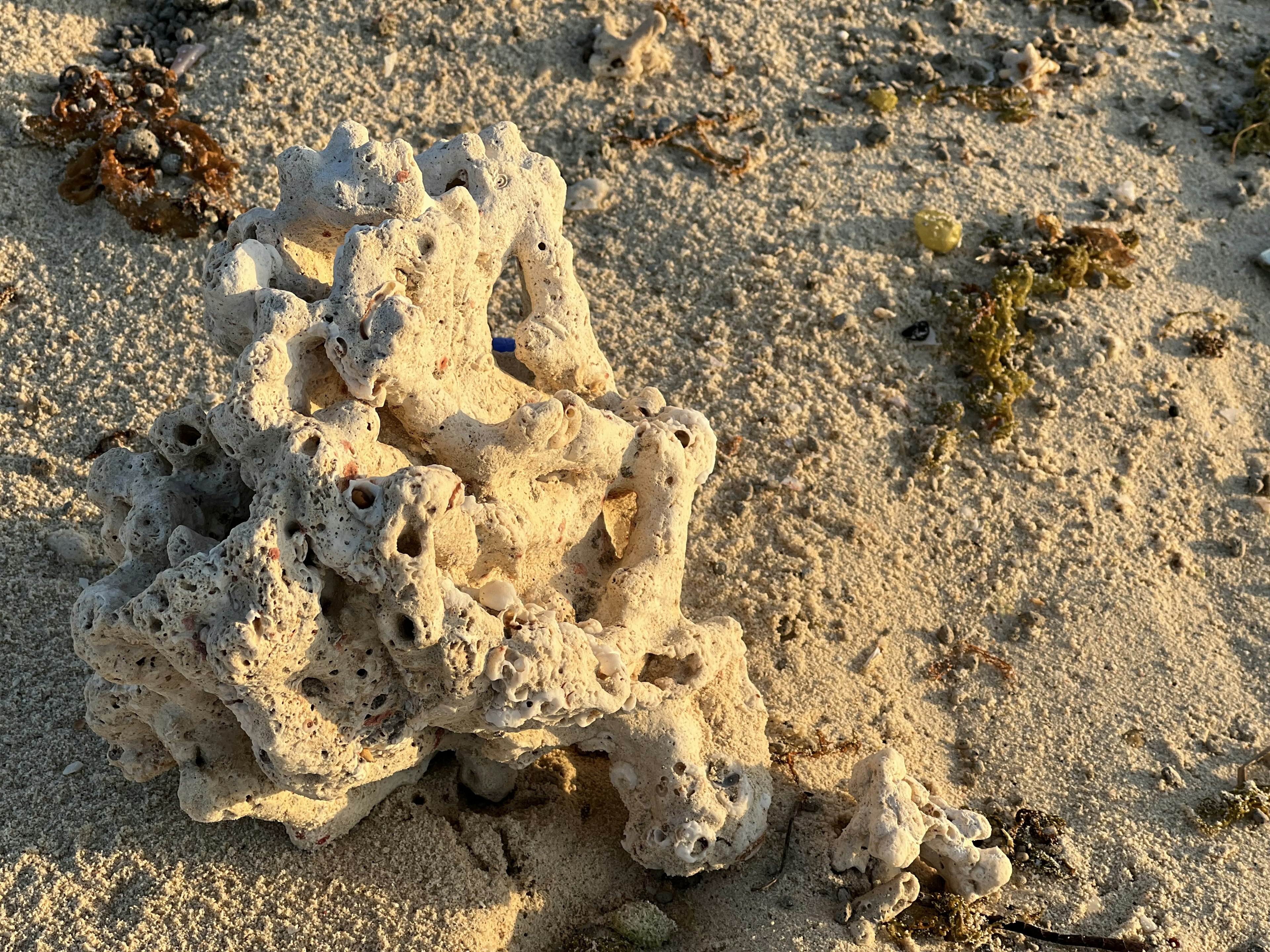 Pieza de coral de forma única en una playa de arena