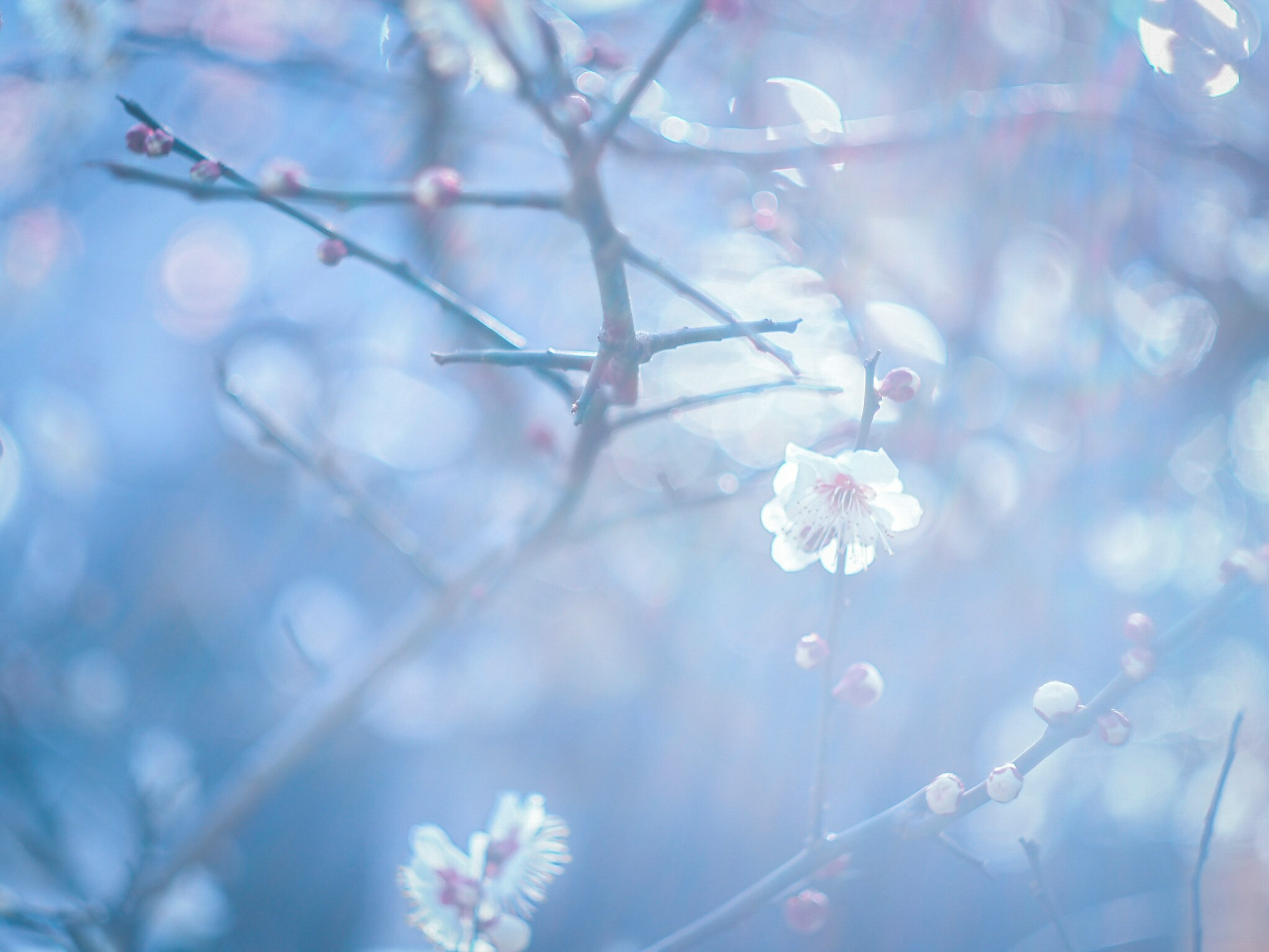 Äste mit weißen Blüten und Knospen vor einem blauen Hintergrund