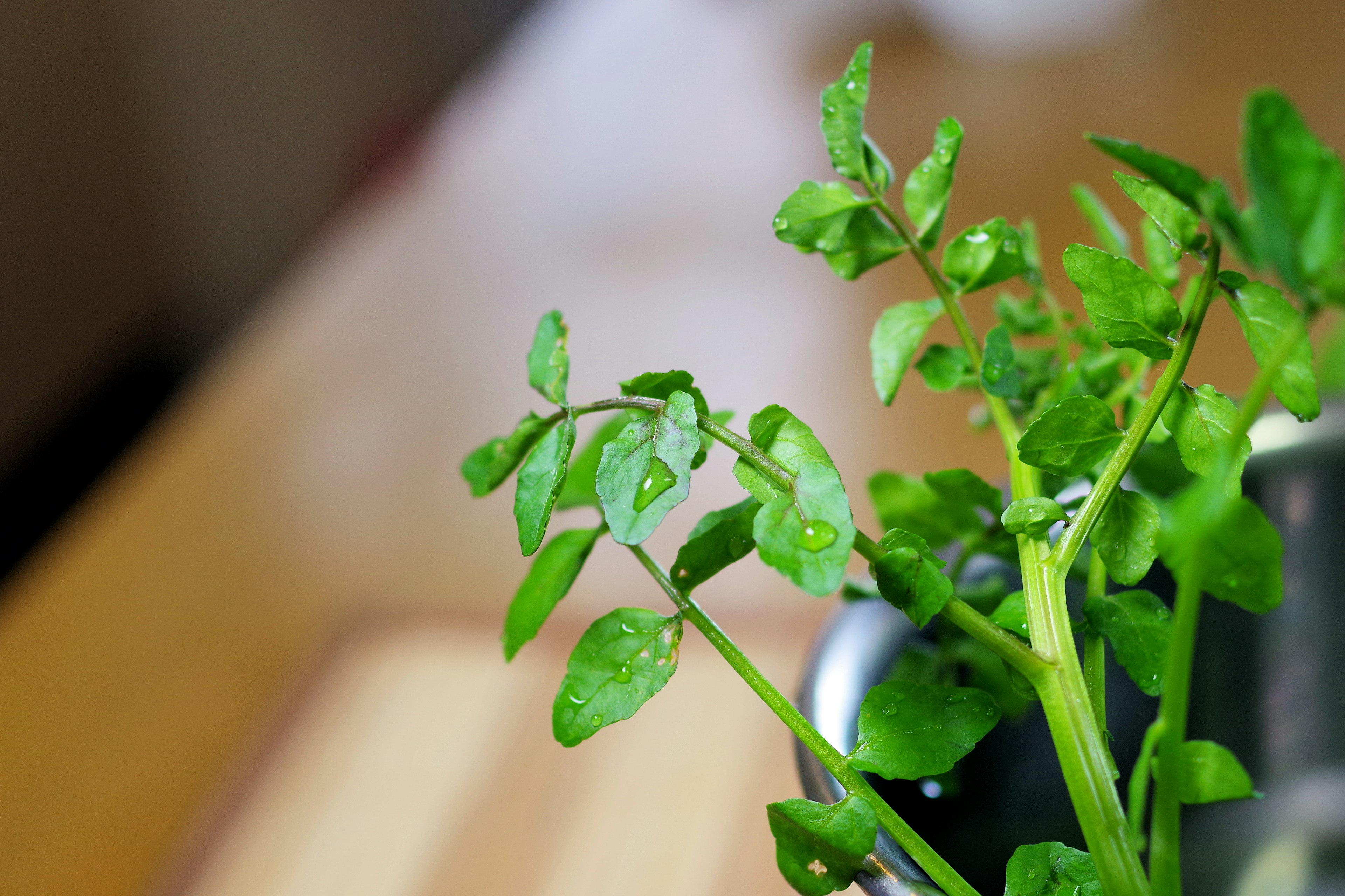 緑の葉が水滴をつけた植物のクローズアップ