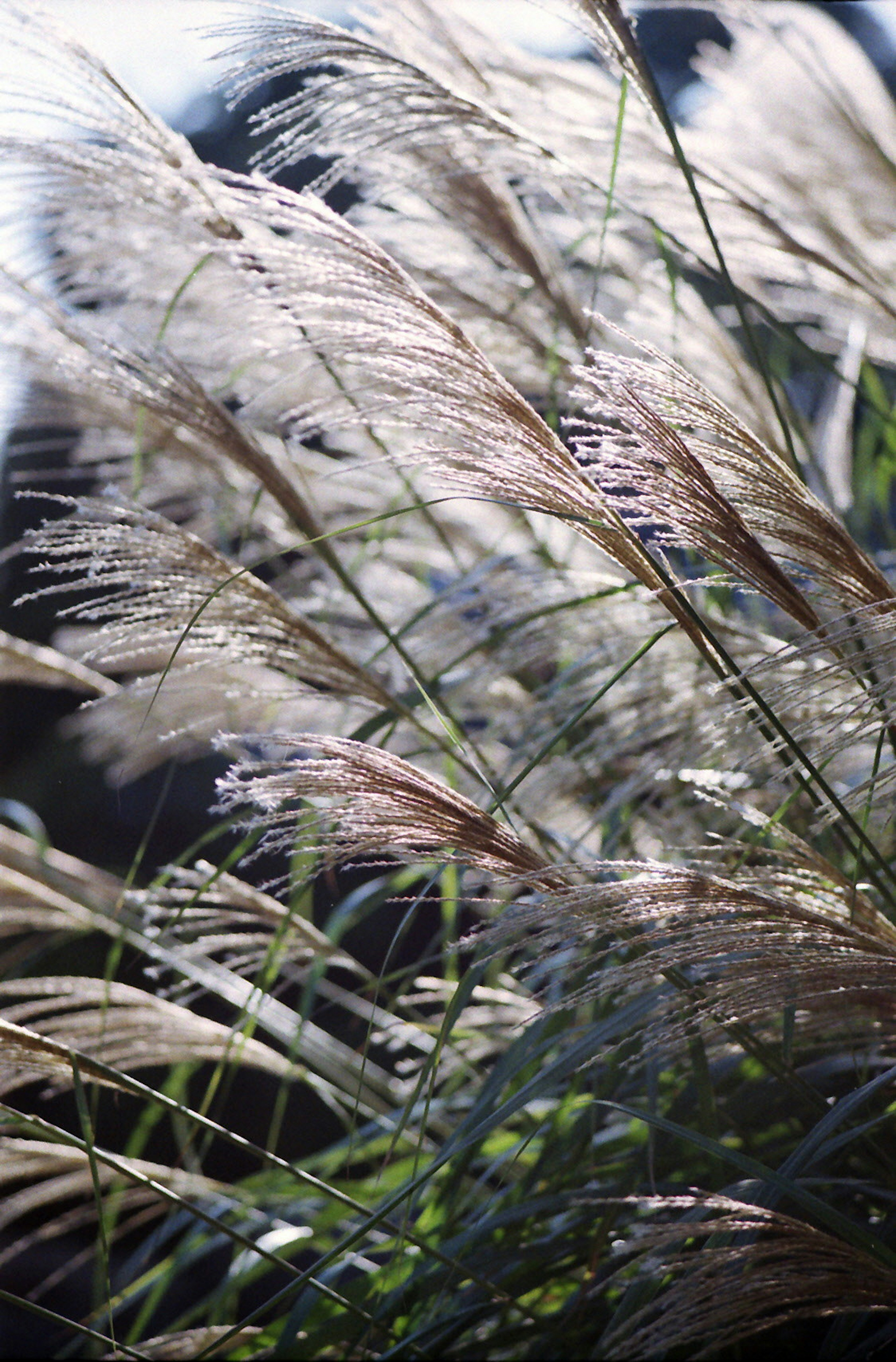 Soft grass plumes swaying in the wind in a beautiful natural setting