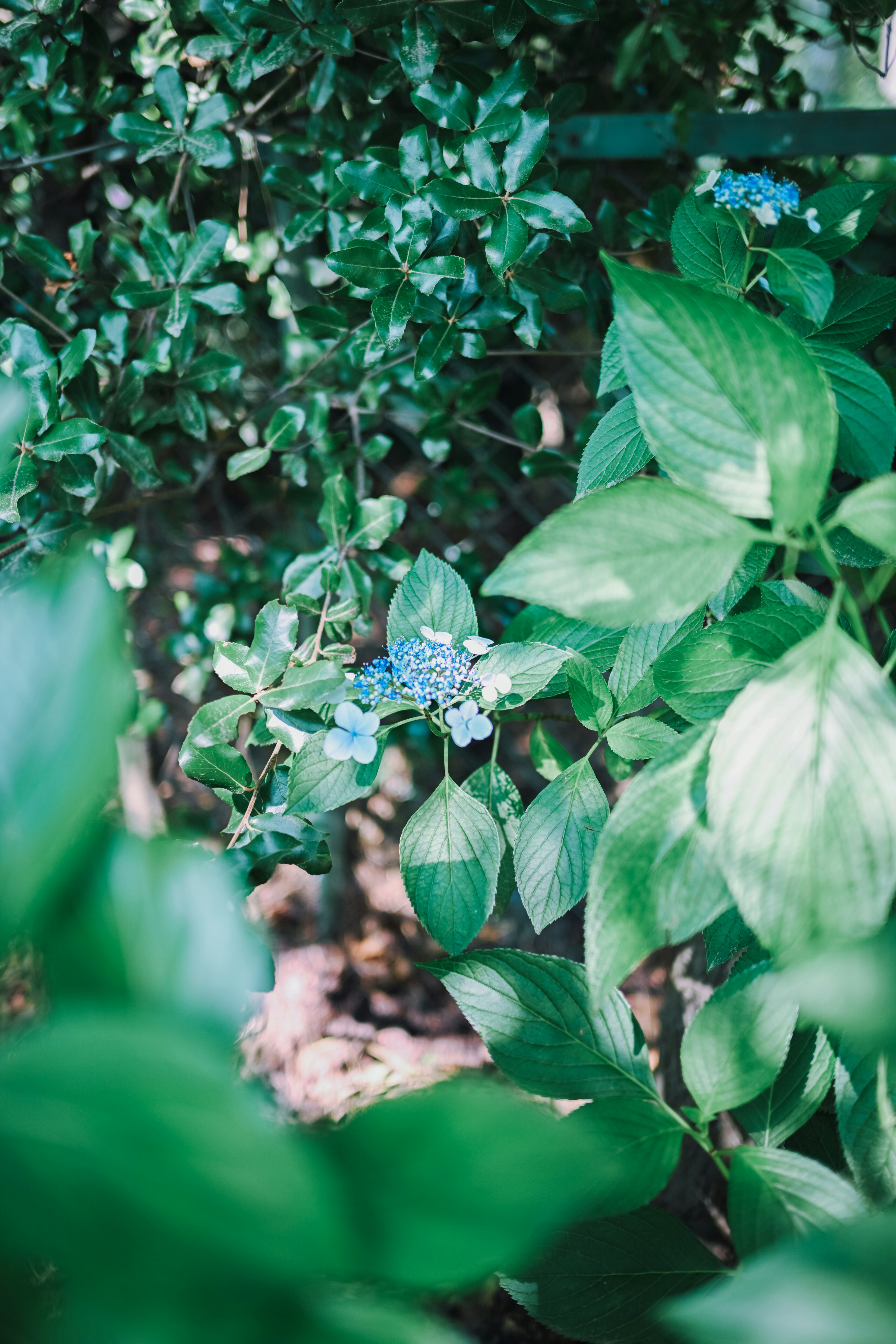 Un primer plano de flores azules entre hojas verdes exuberantes