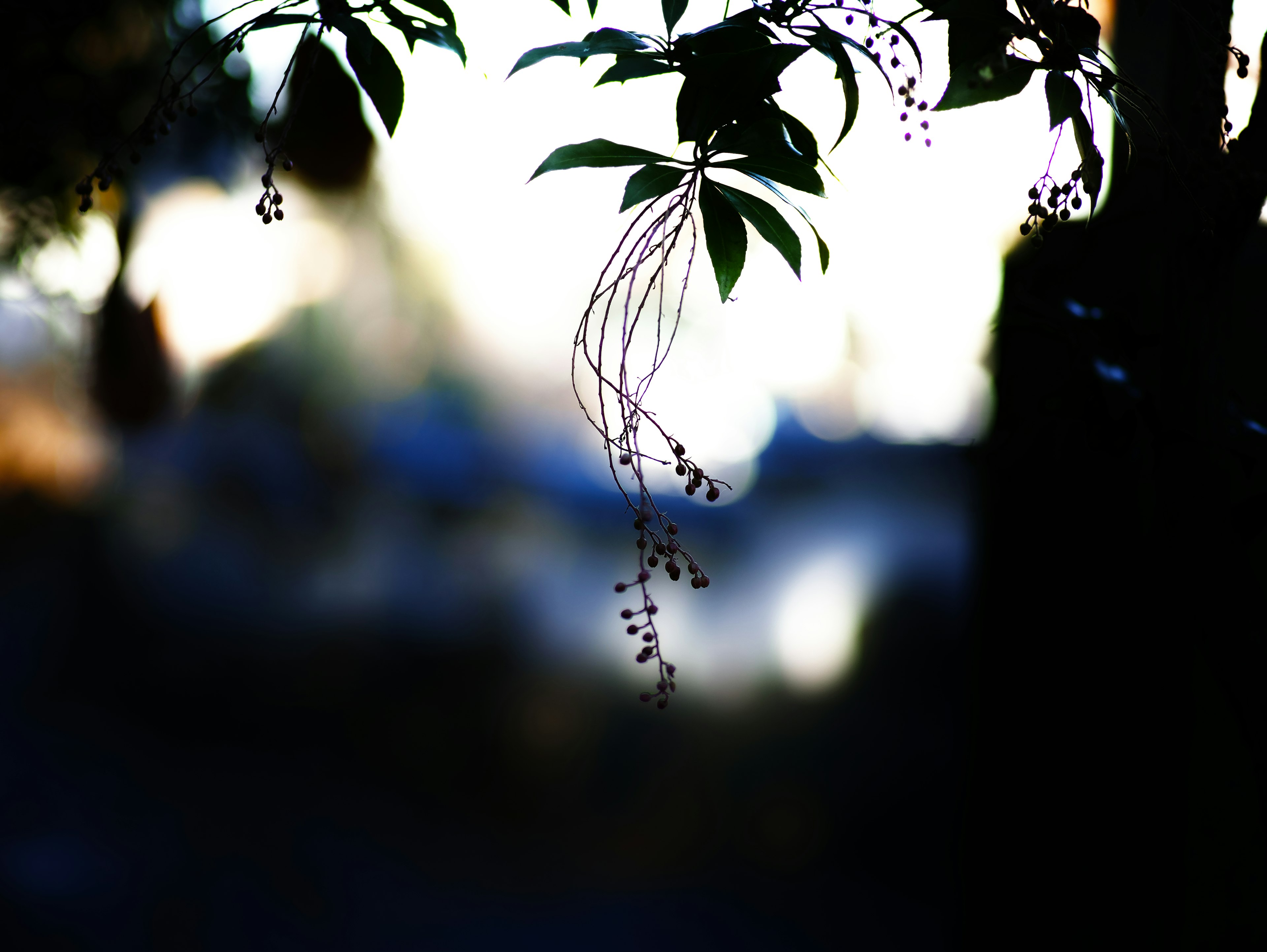 Blurred background with leaves and small fruits hanging from thin stems