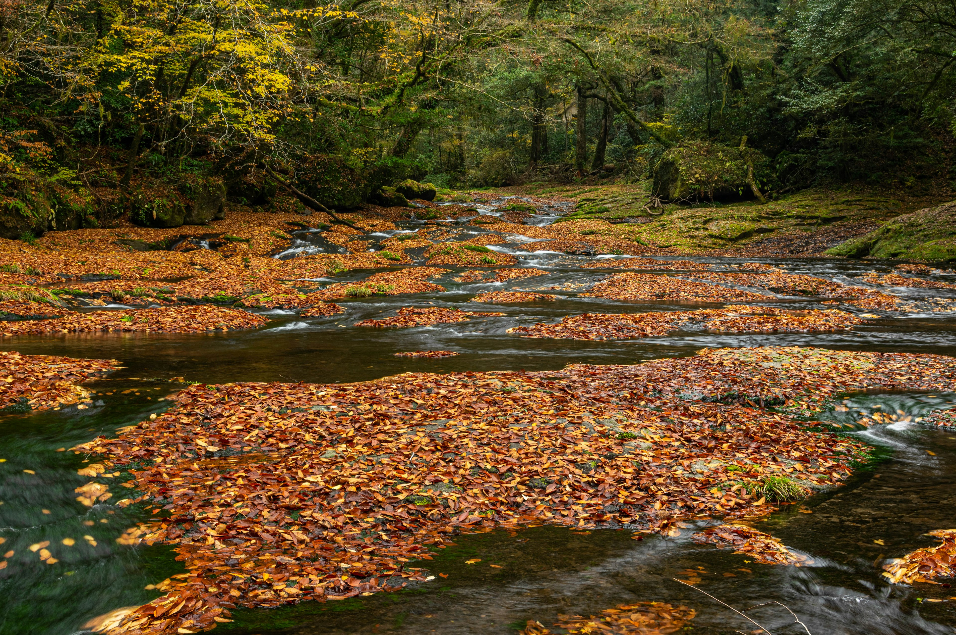 Escena de río tranquila con hojas de otoño flotantes