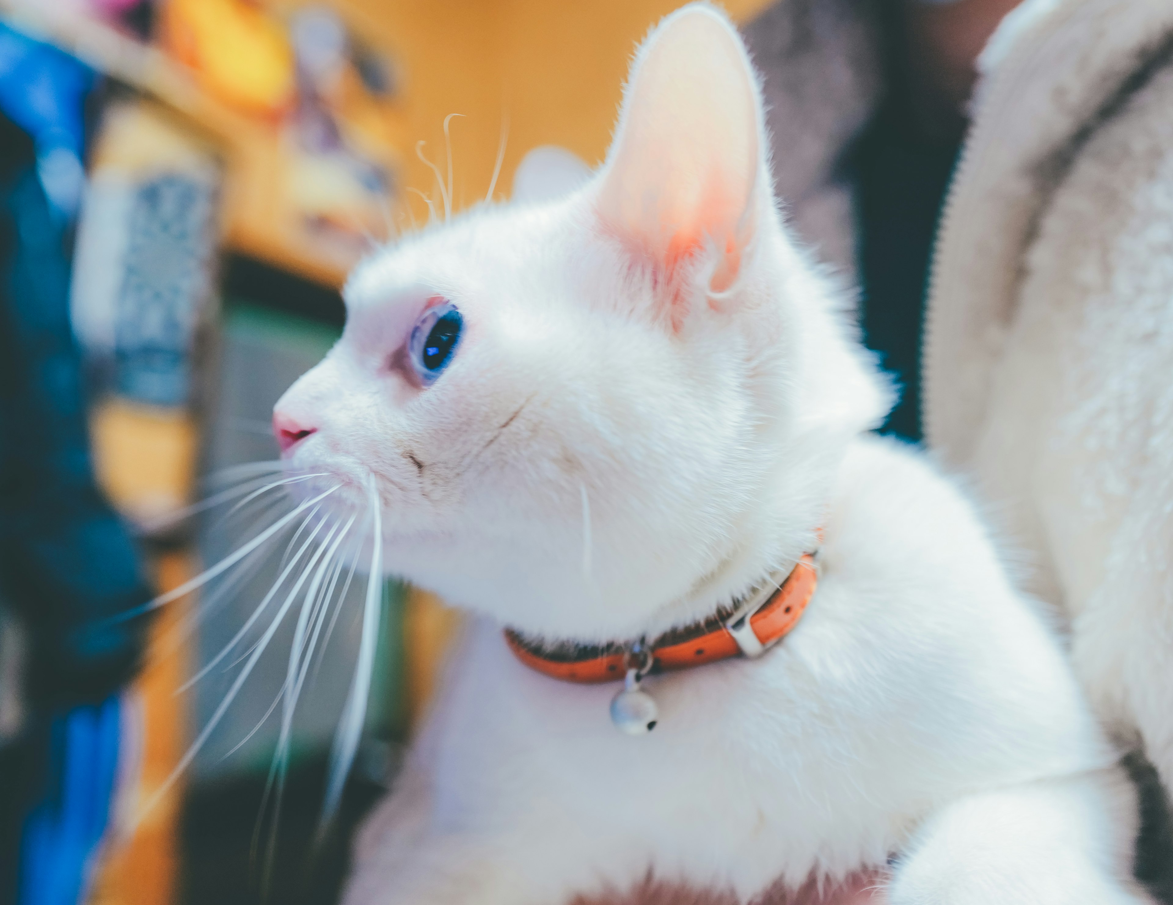 Un gatto bianco che guarda di lato con occhi blu e un collare arancione