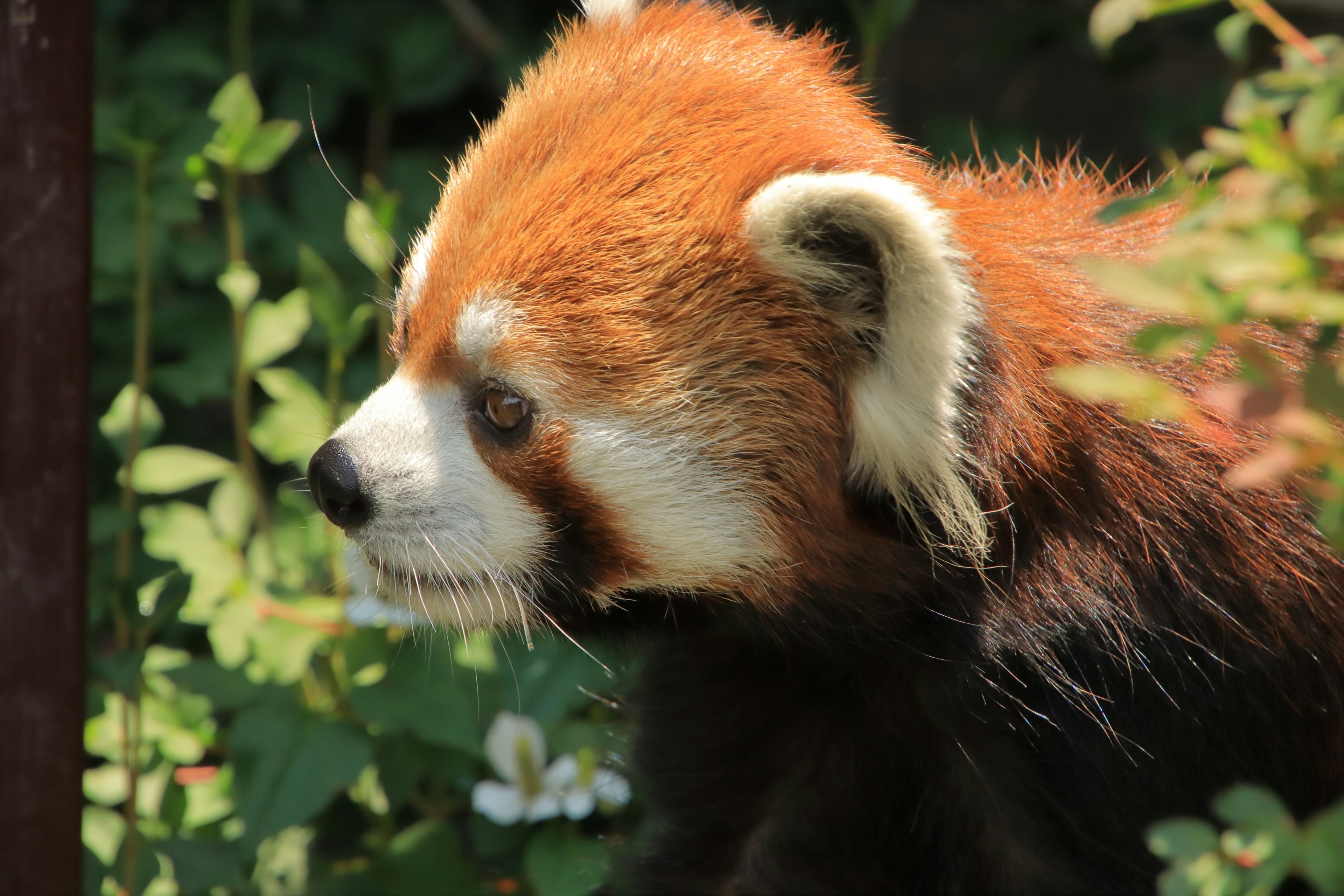 Profil panda merah dengan bulu oranye di latar belakang hijau