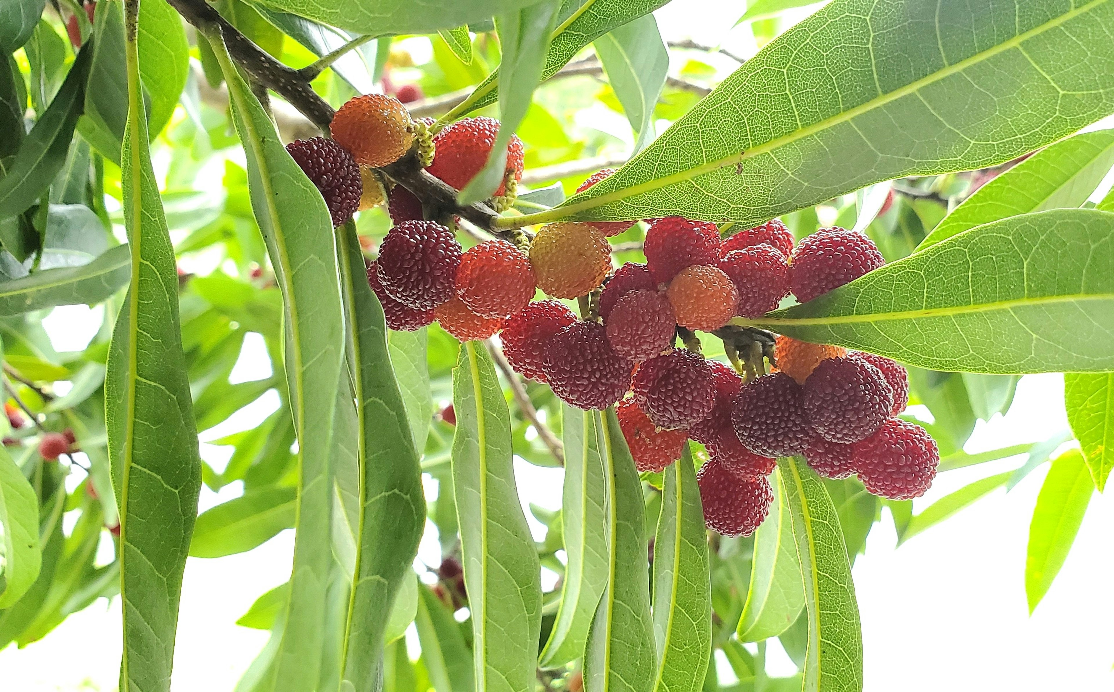 Branch of a tree with clusters of red fruits and green leaves