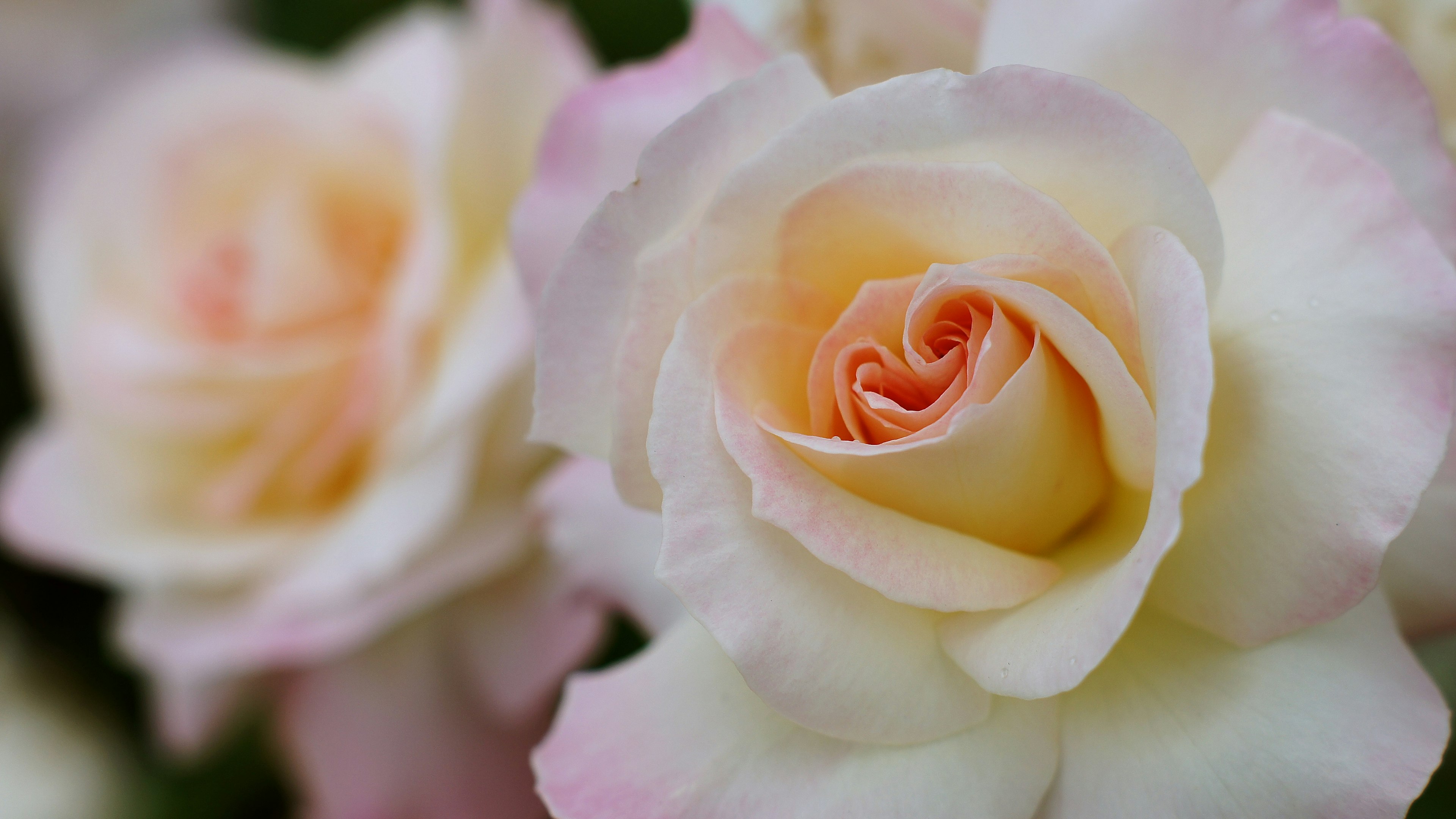 Weiche rosa und cremefarbene Rosen in Blüte