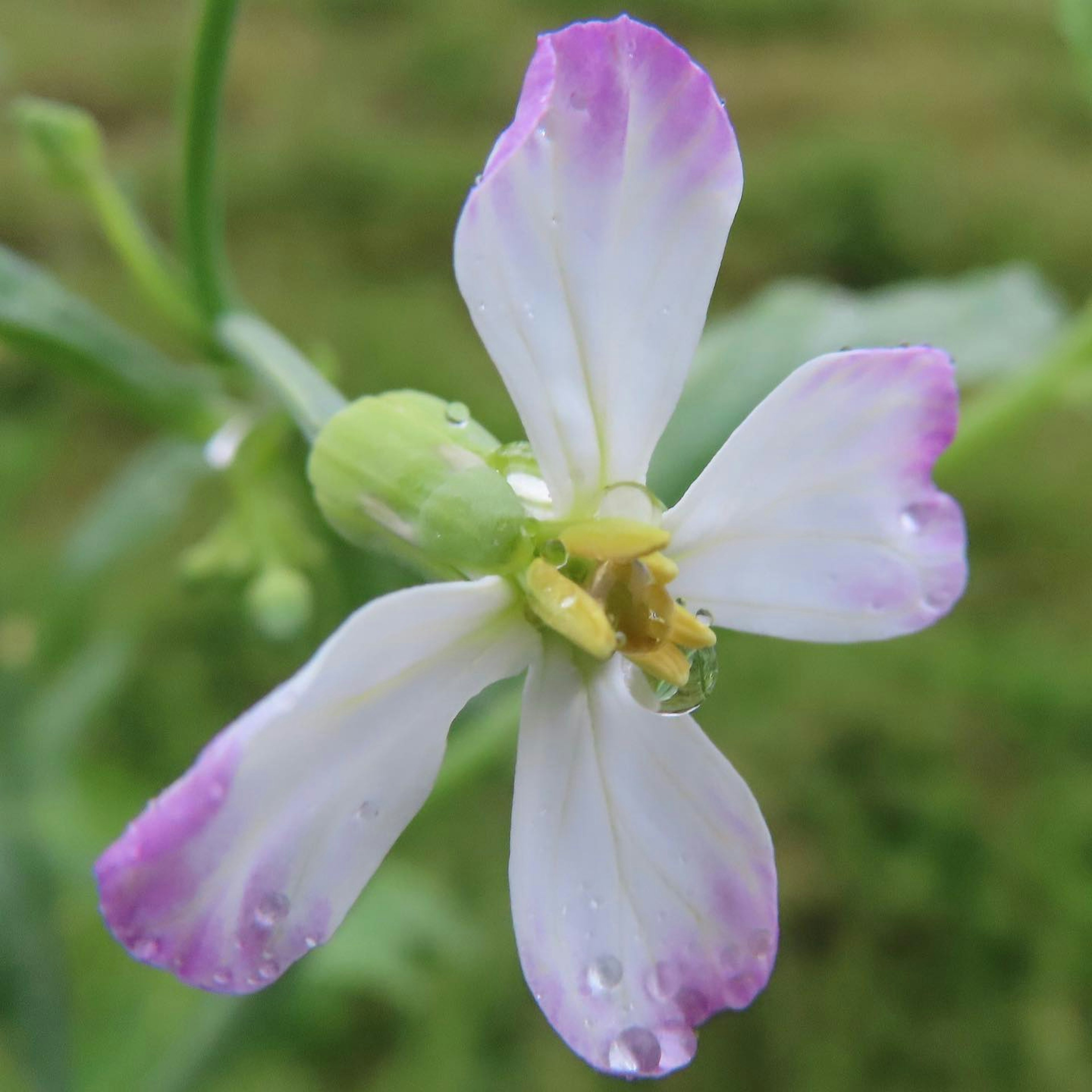 白い花びらに紫の縁取りと水滴がついている花