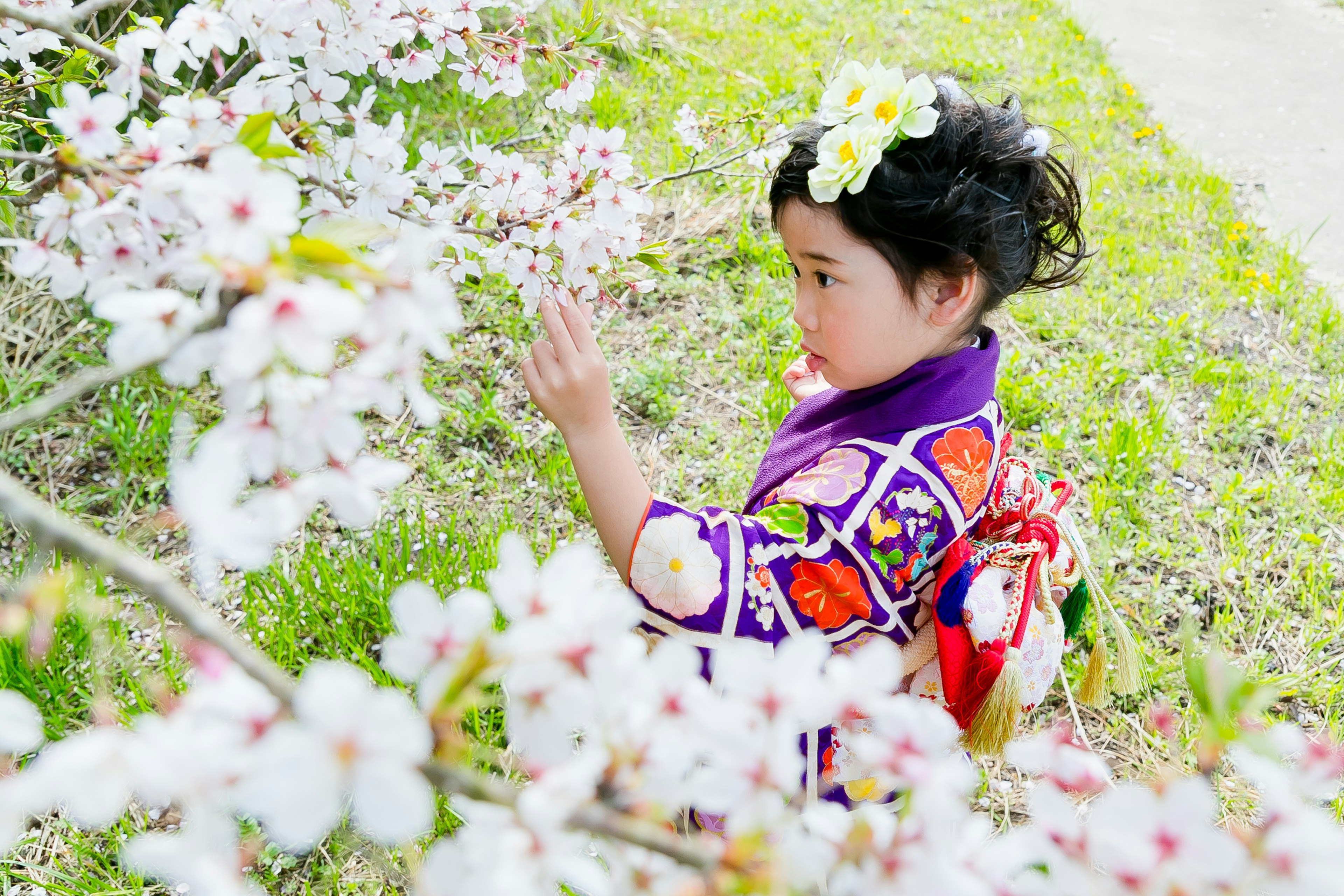 Niña en kimono jugando cerca de los cerezos en flor