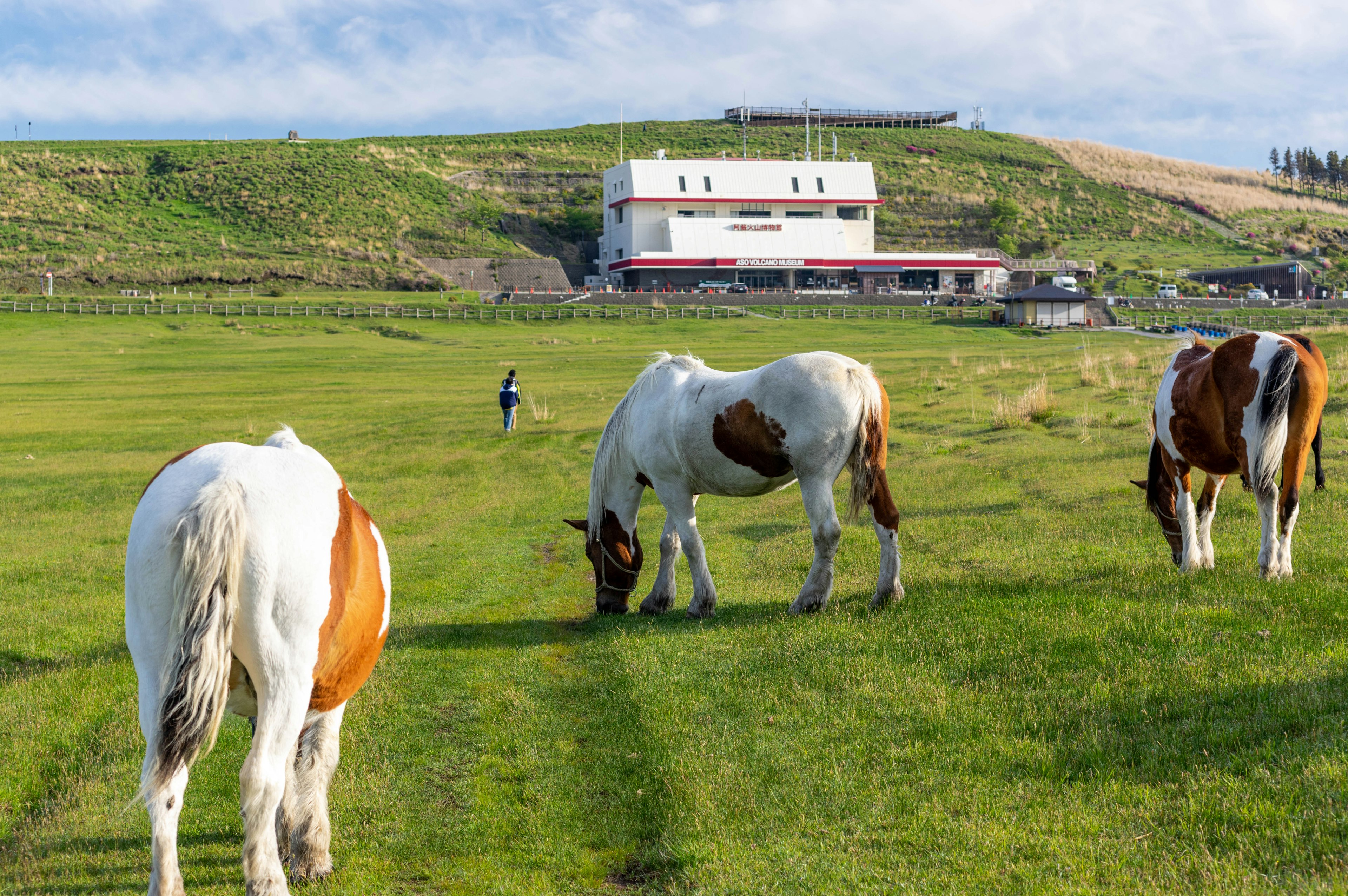 Horses grazing on a green pasture with a building in the background