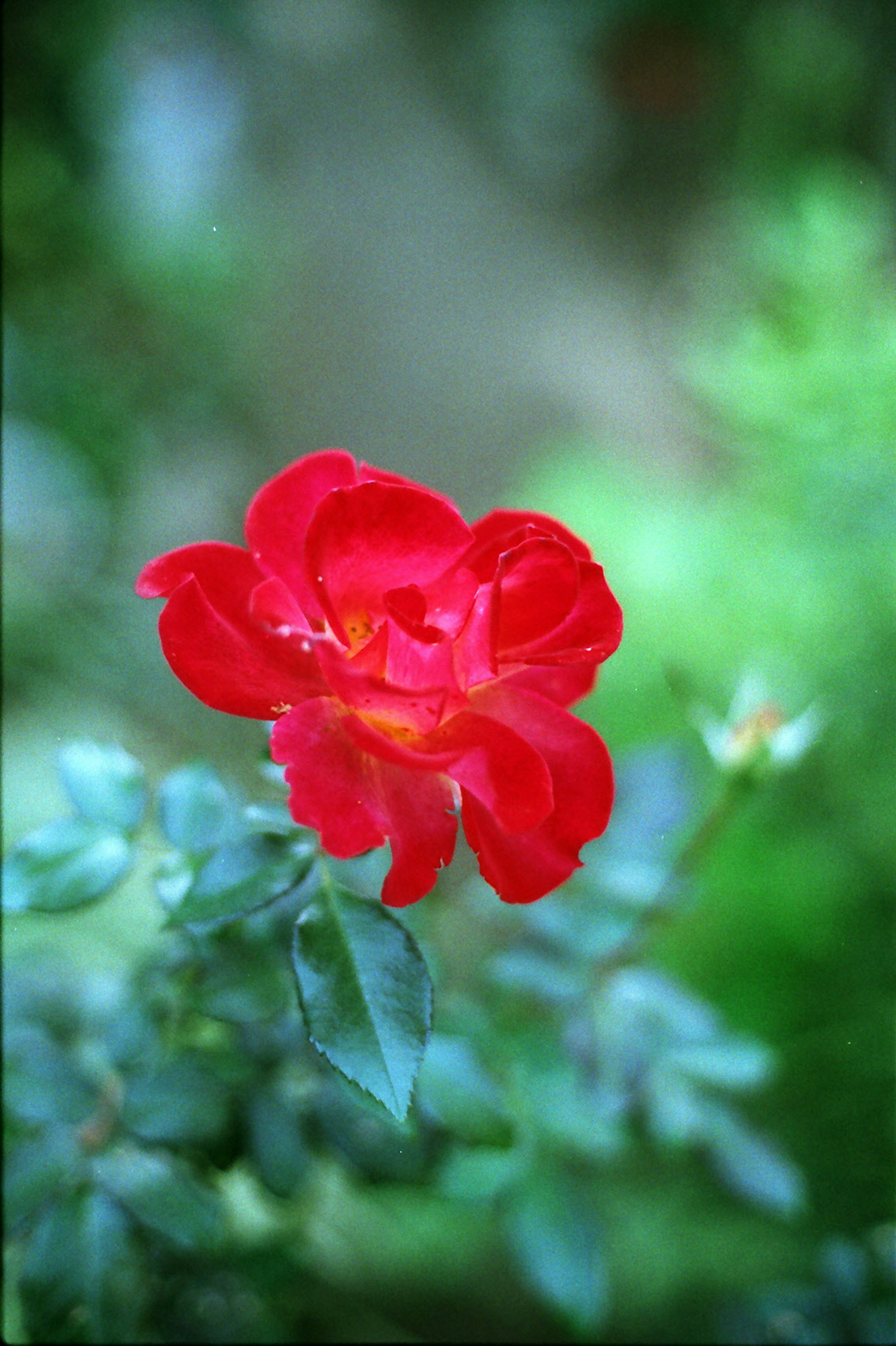 Rote Rose mit grünem Blätterhintergrund