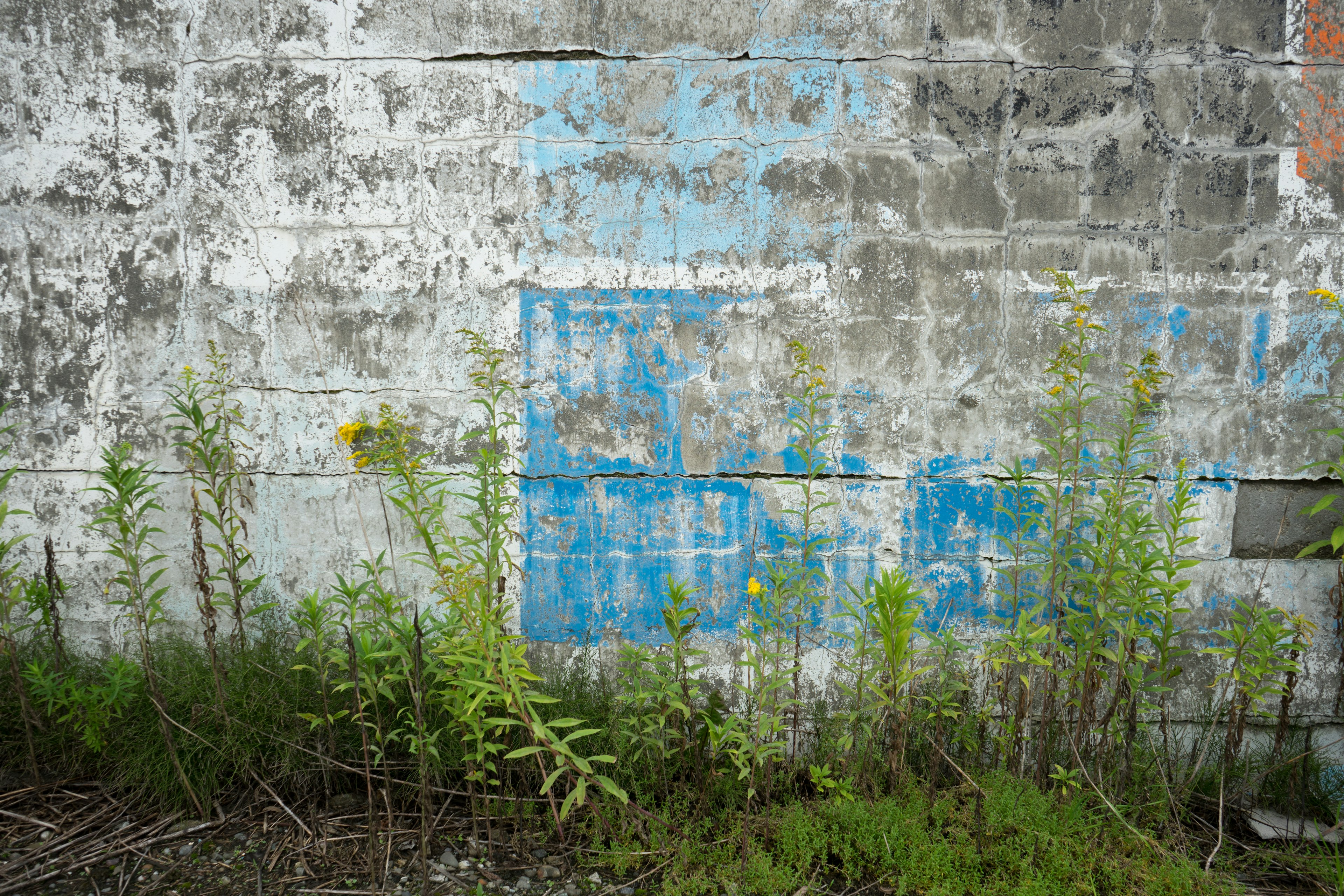 Alter Betonwand mit Überresten blauer Farbe und umgebendem Unkraut