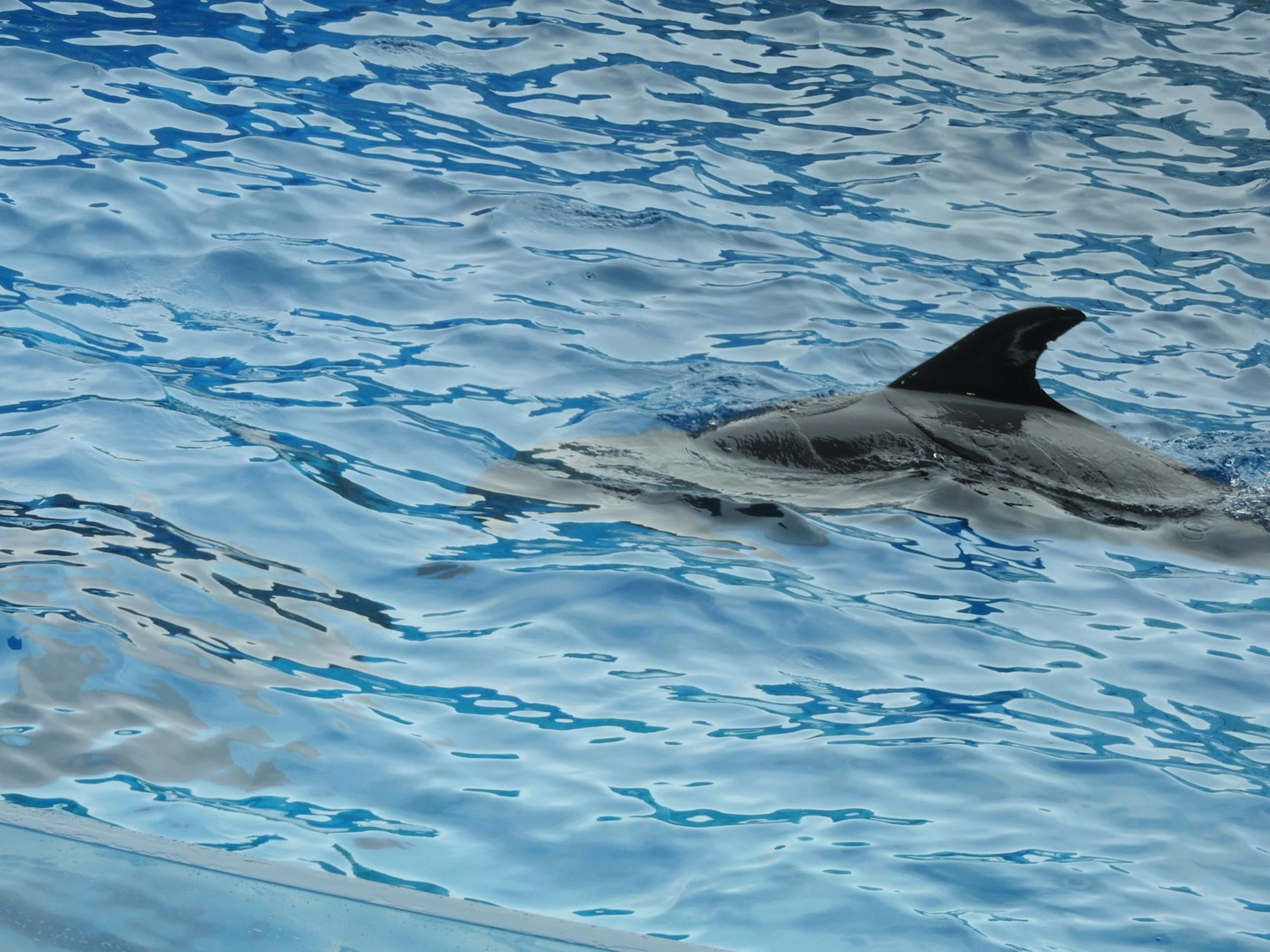 Dolphin fin visible above blue water surface