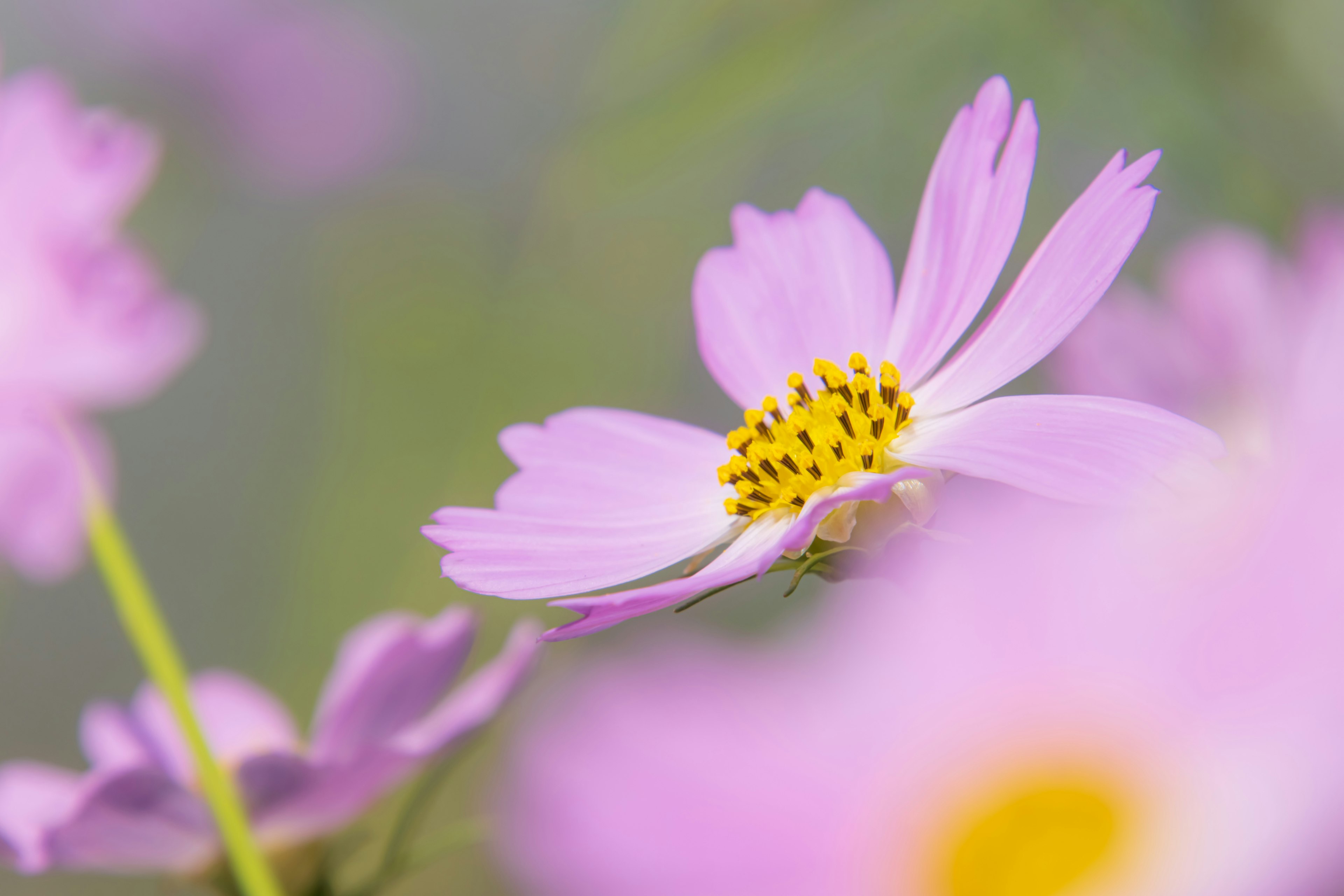 Nahaufnahme eines Blumes mit sanften rosa Blütenblättern und gelbem Zentrum