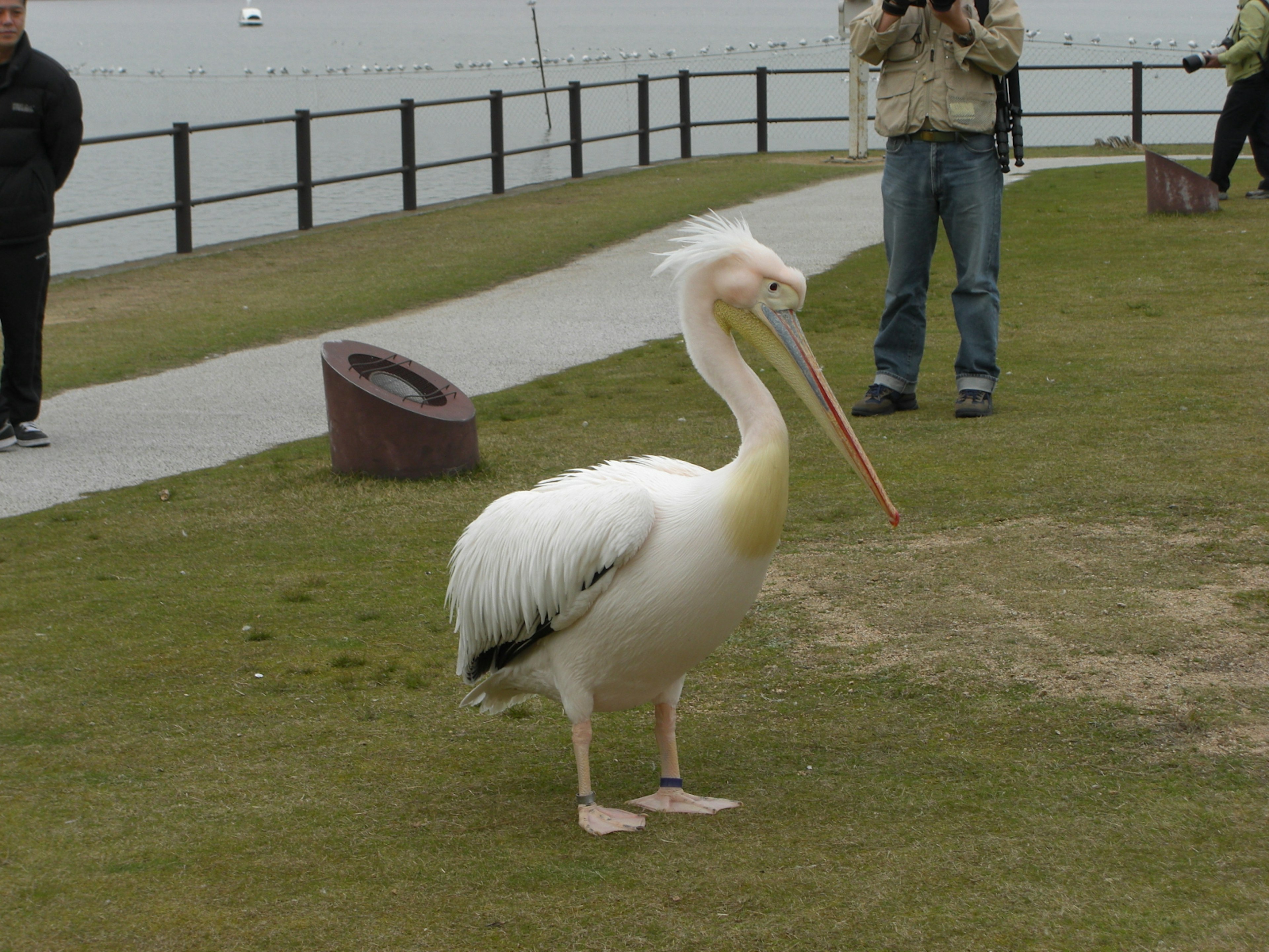 Một con pelican trắng đứng trên cỏ với khán giả ở phía sau