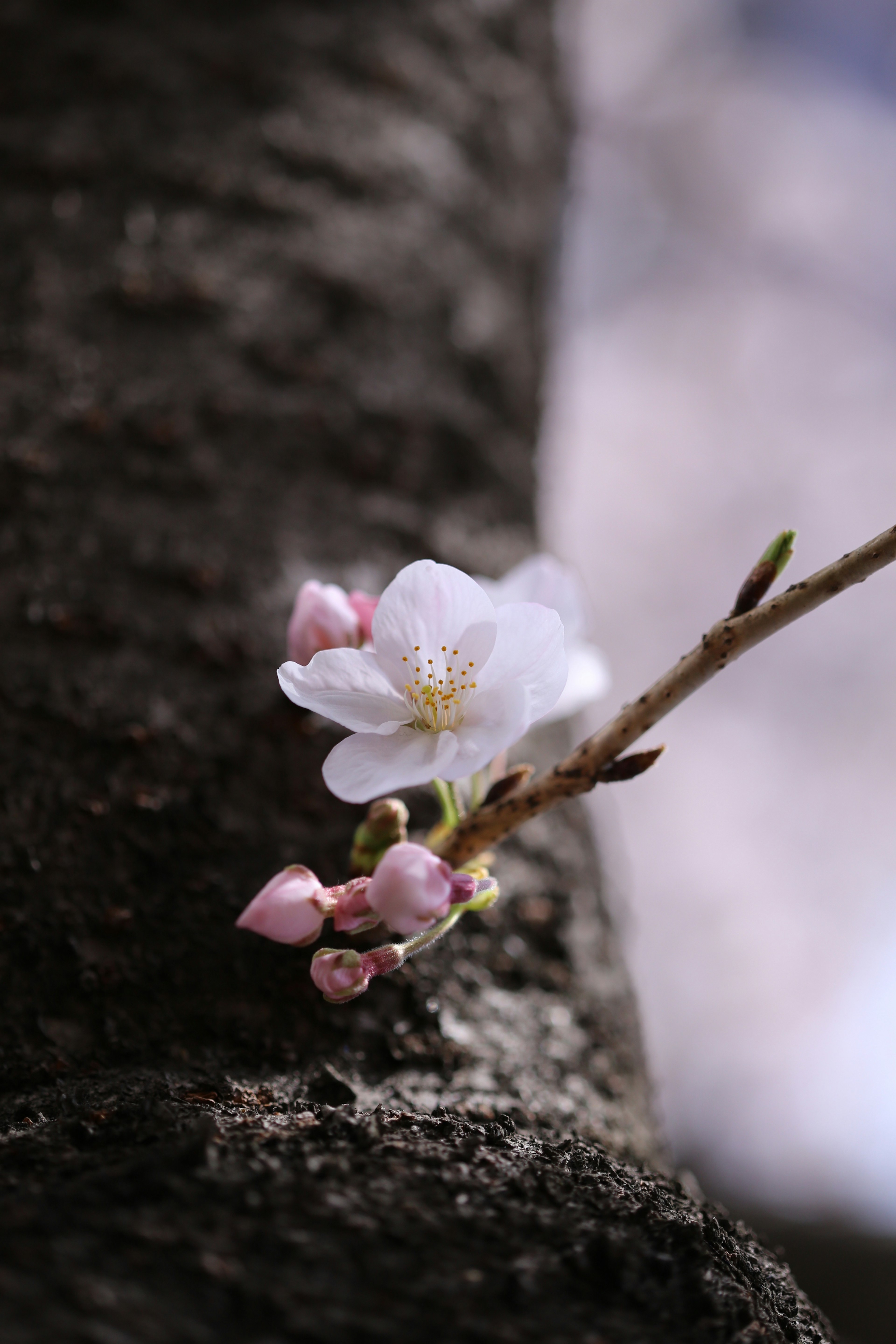 A beautiful scene of cherry blossom flowers and buds on a tree trunk