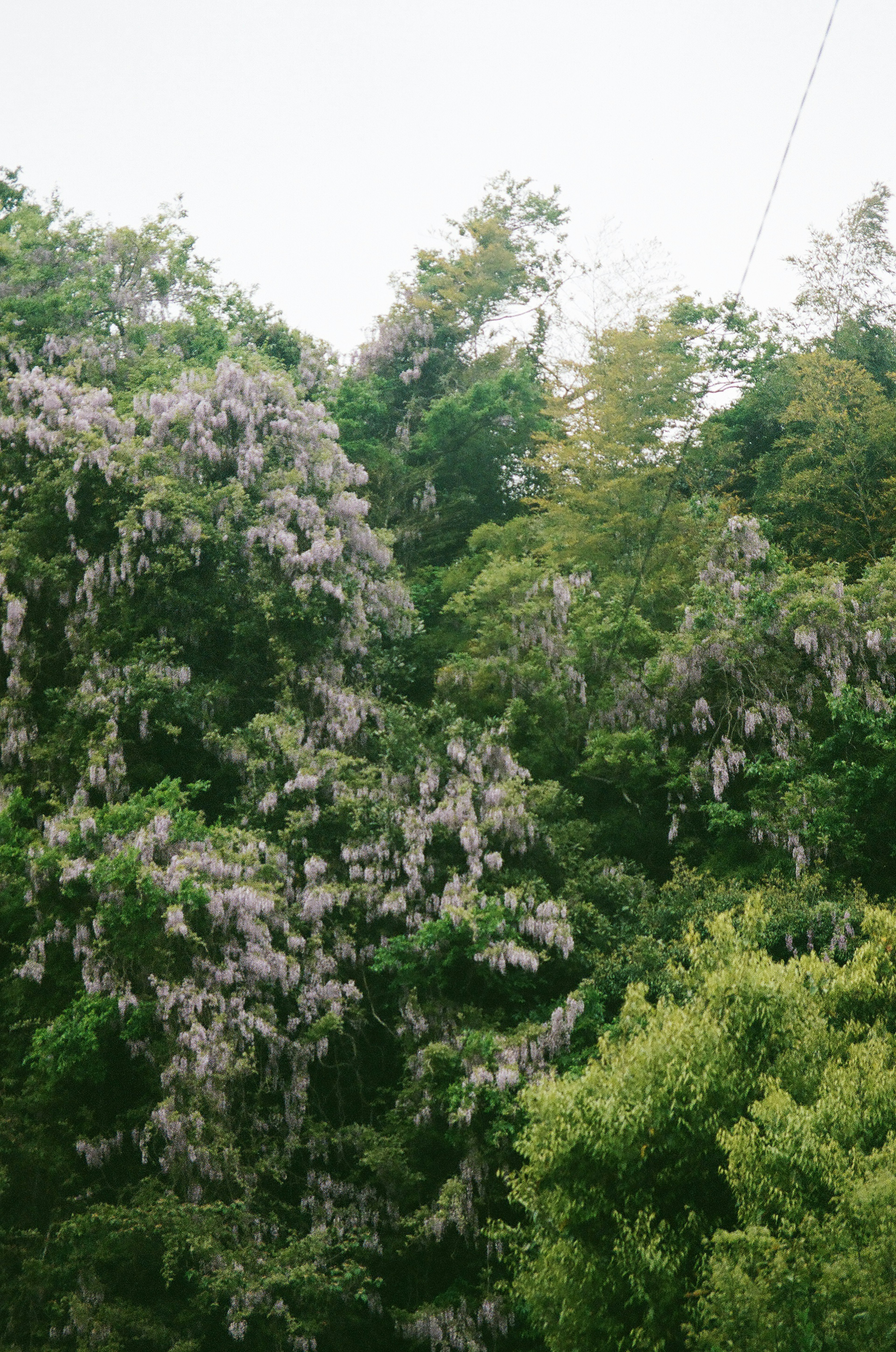 緑豊かな木々と紫色の花が咲く風景