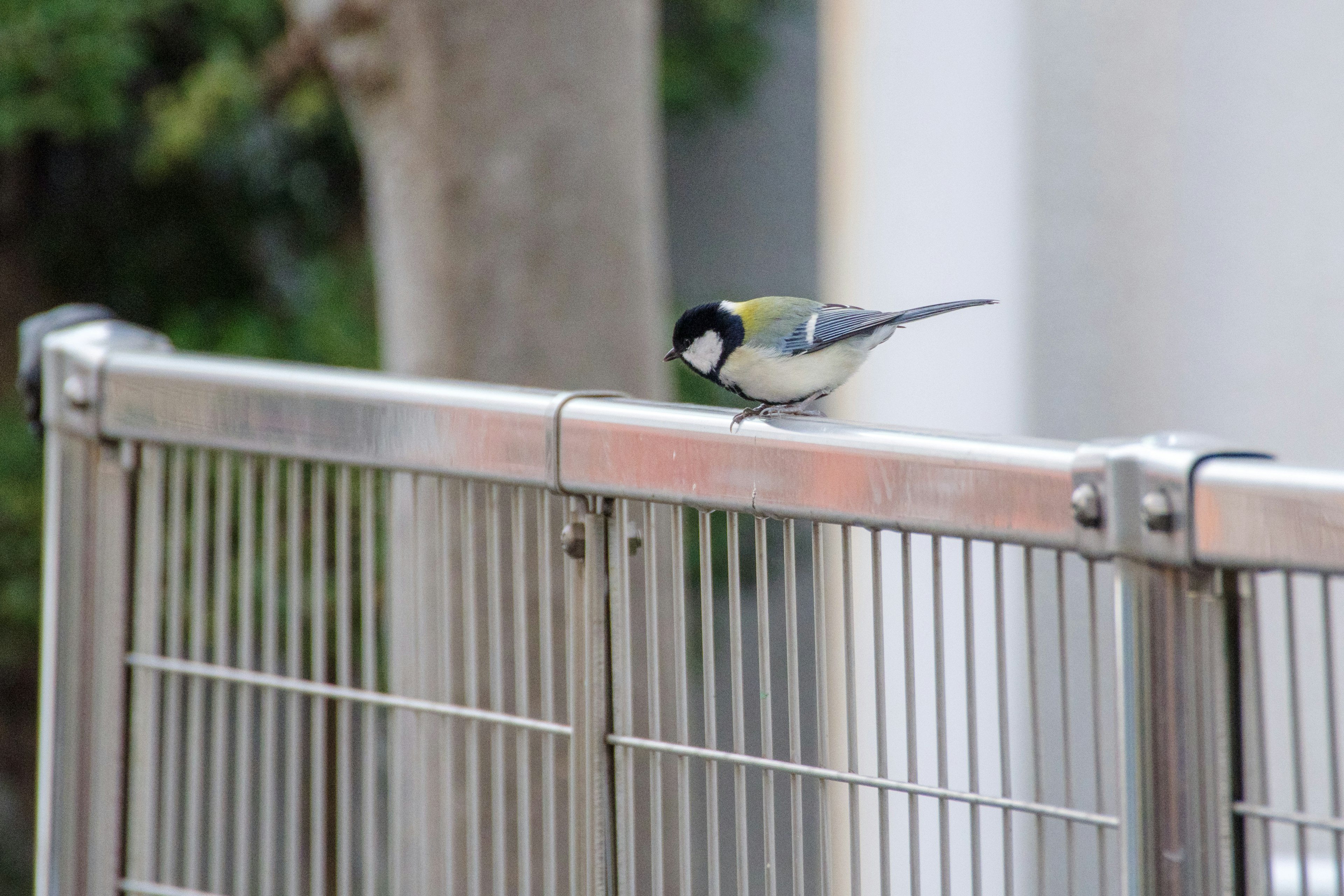 Un piccolo uccello appollaiato su una recinzione