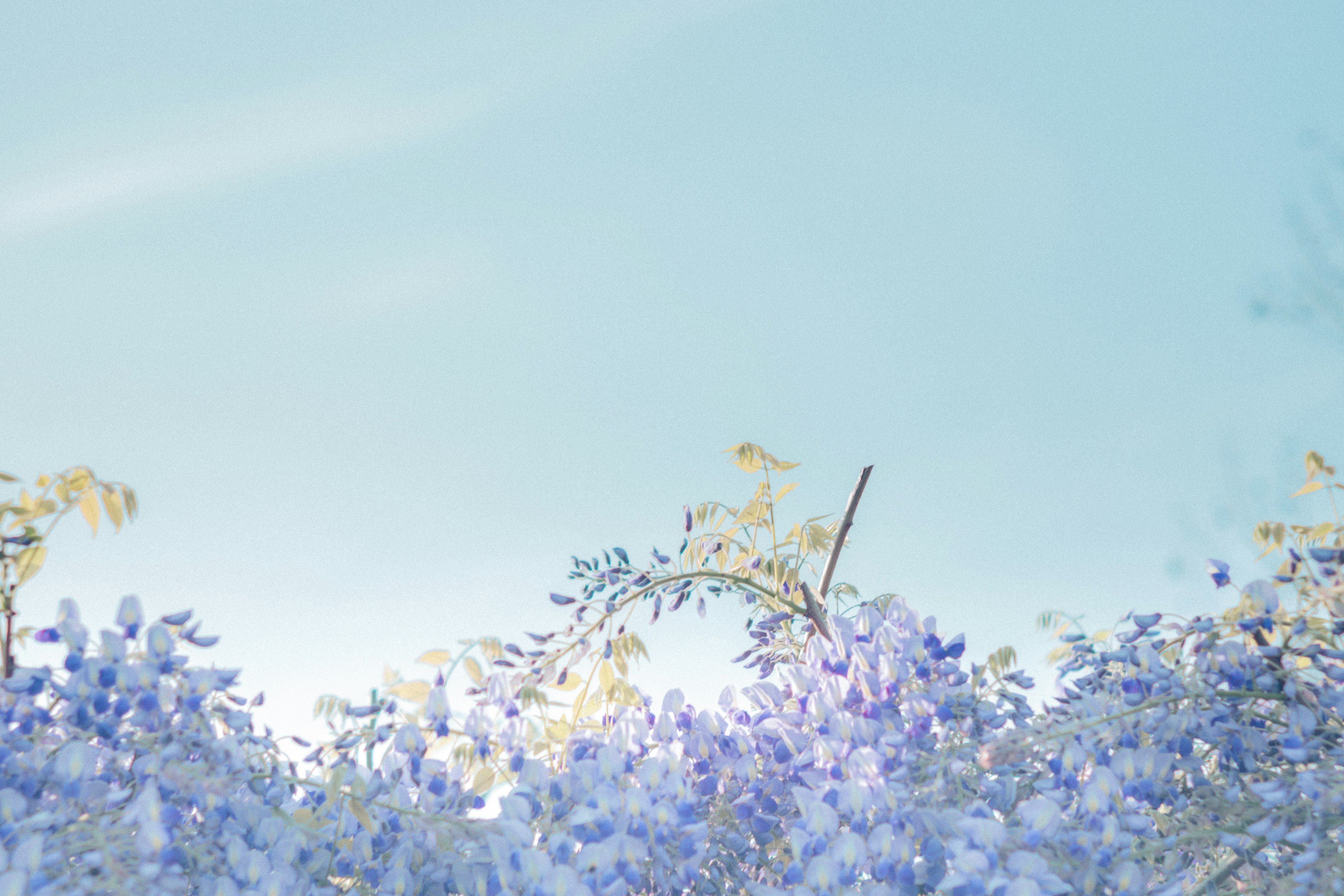 Beautiful view of wisteria flowers under a blue sky