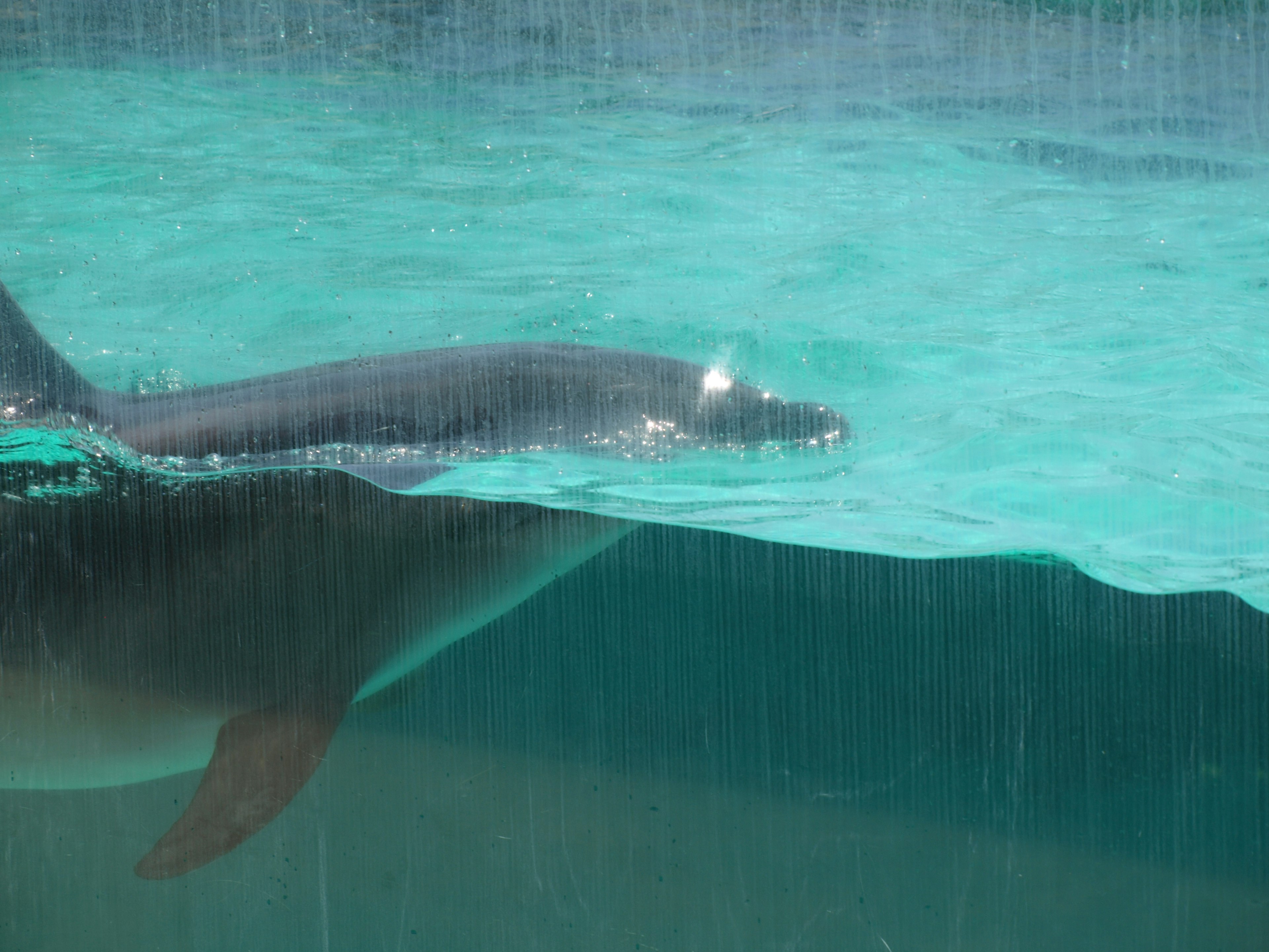 Dolphin swimming underwater with a clear turquoise surface