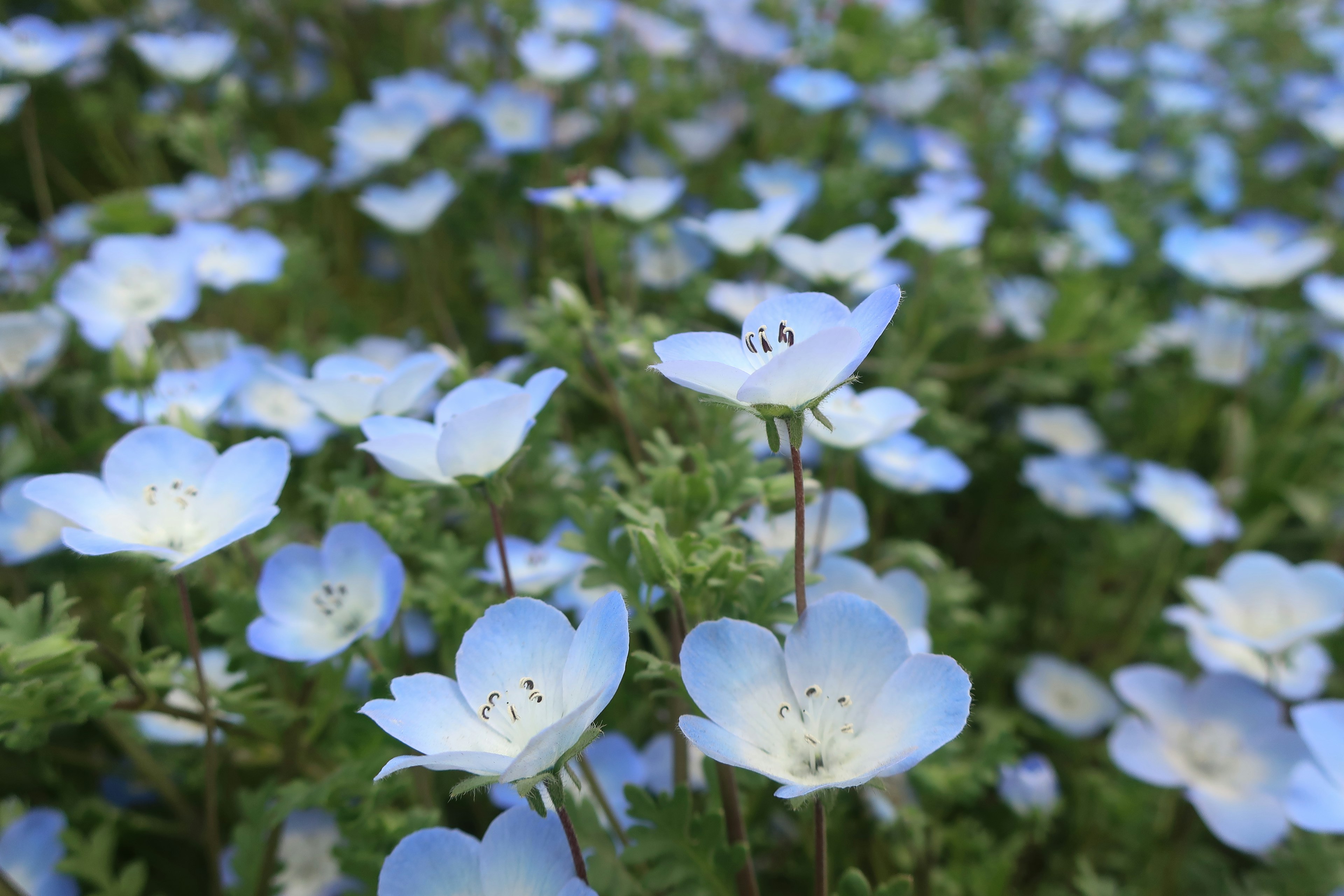 A beautiful landscape of blooming blue flowers