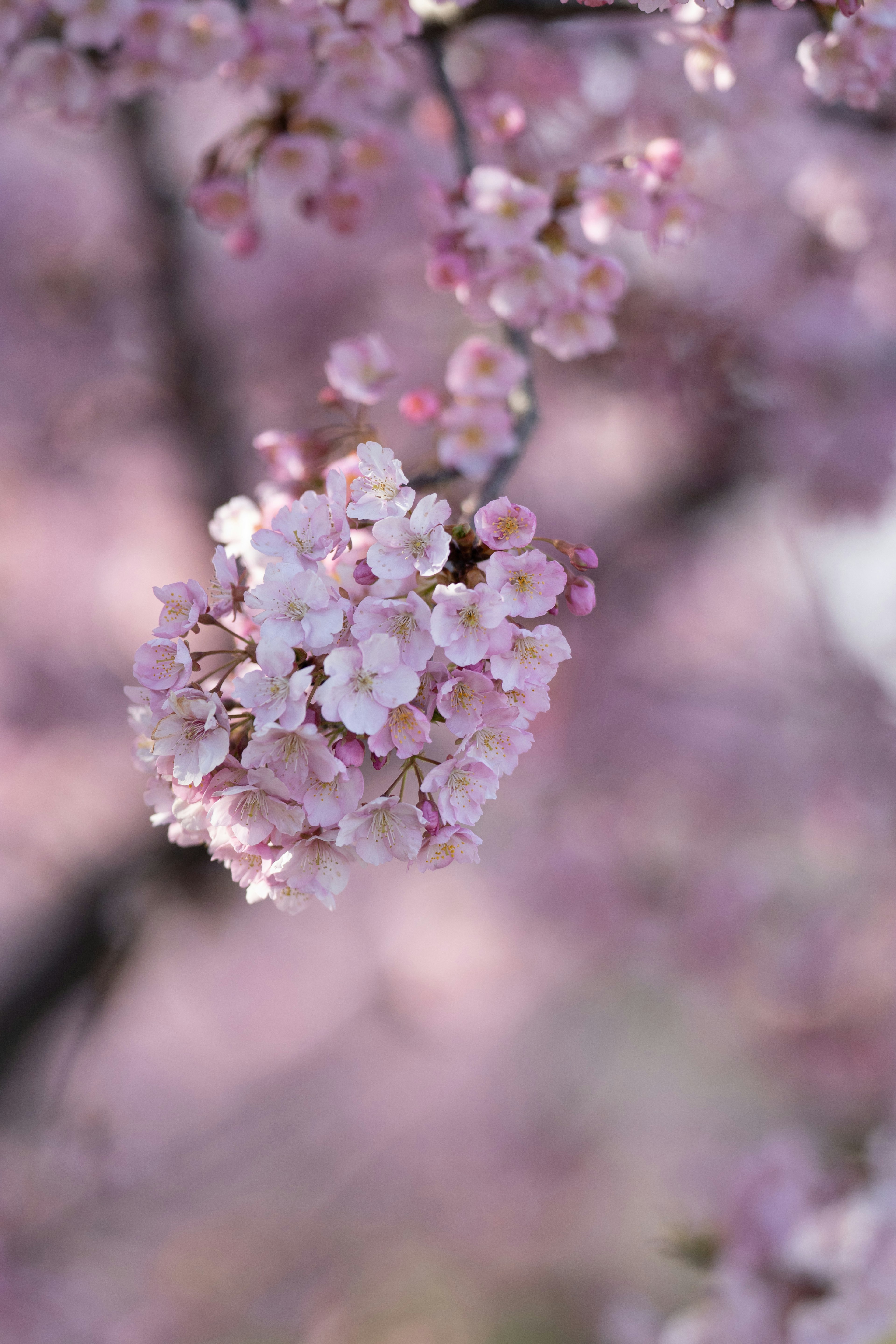 Primo piano di fiori di ciliegio in fiore su un ramo