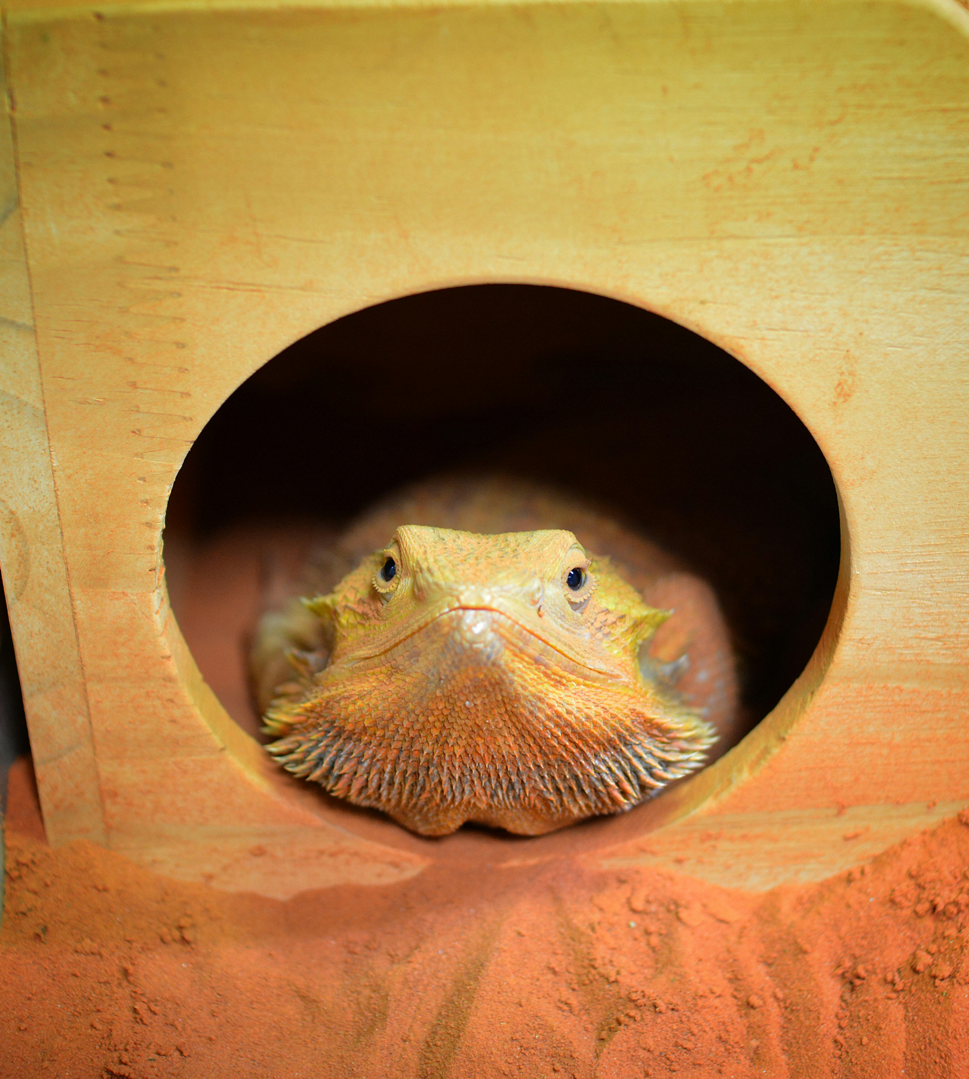 Bartagame schaut aus einem Holzversteck mit Sand im Hintergrund