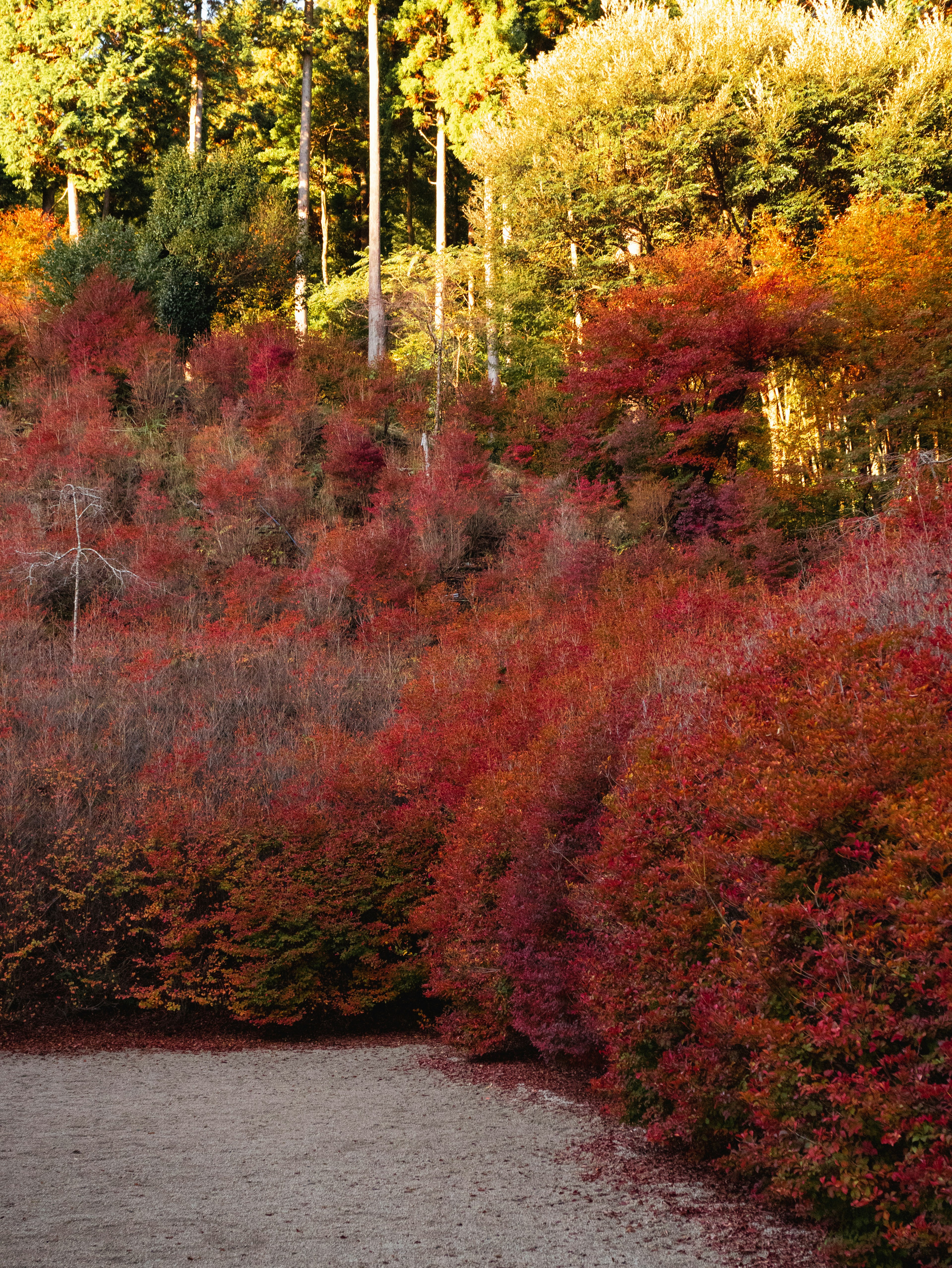 A beautiful autumn landscape with vibrant red and orange trees