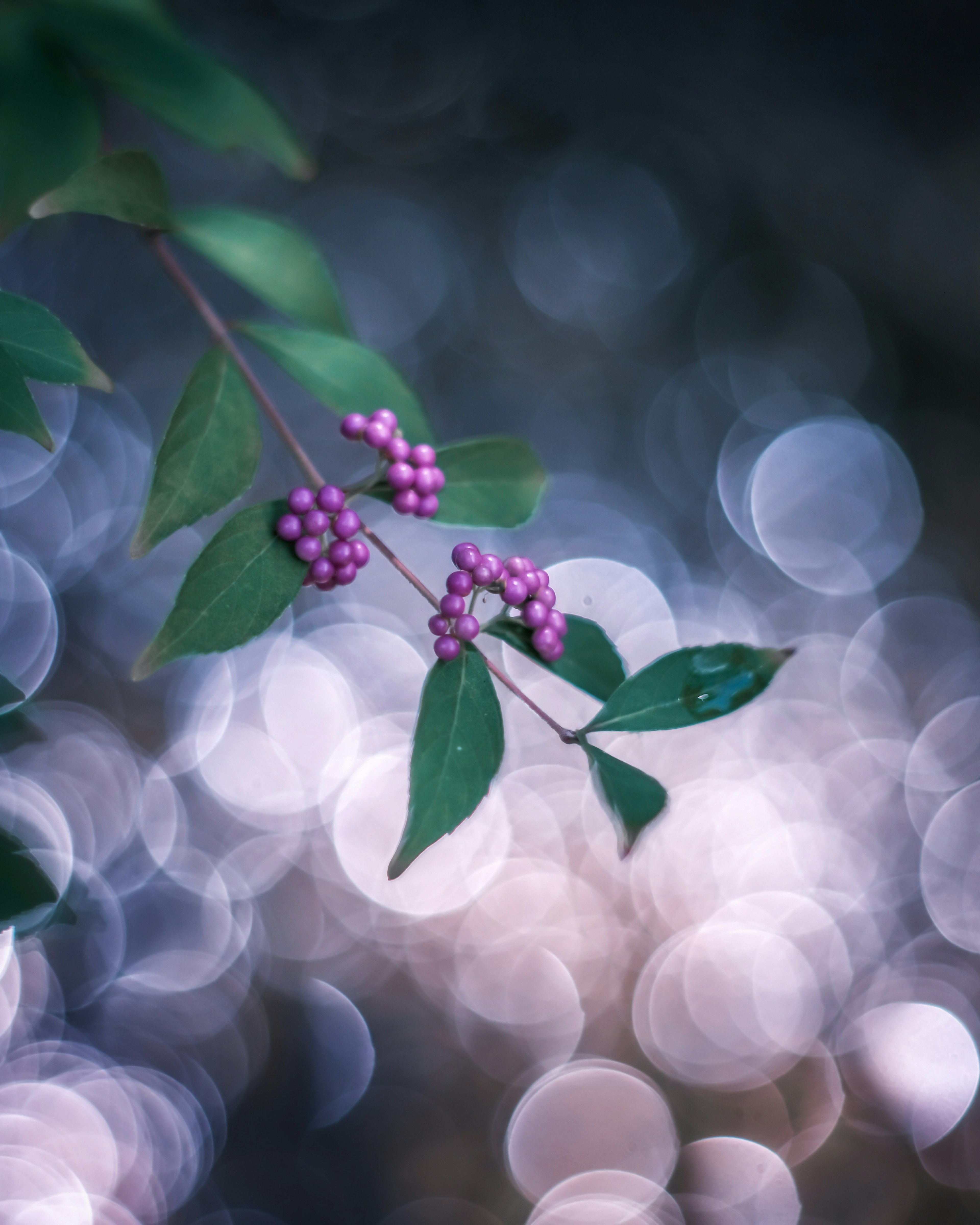 ぼかしのある背景に紫色の実と緑の葉が特徴的な植物の枝