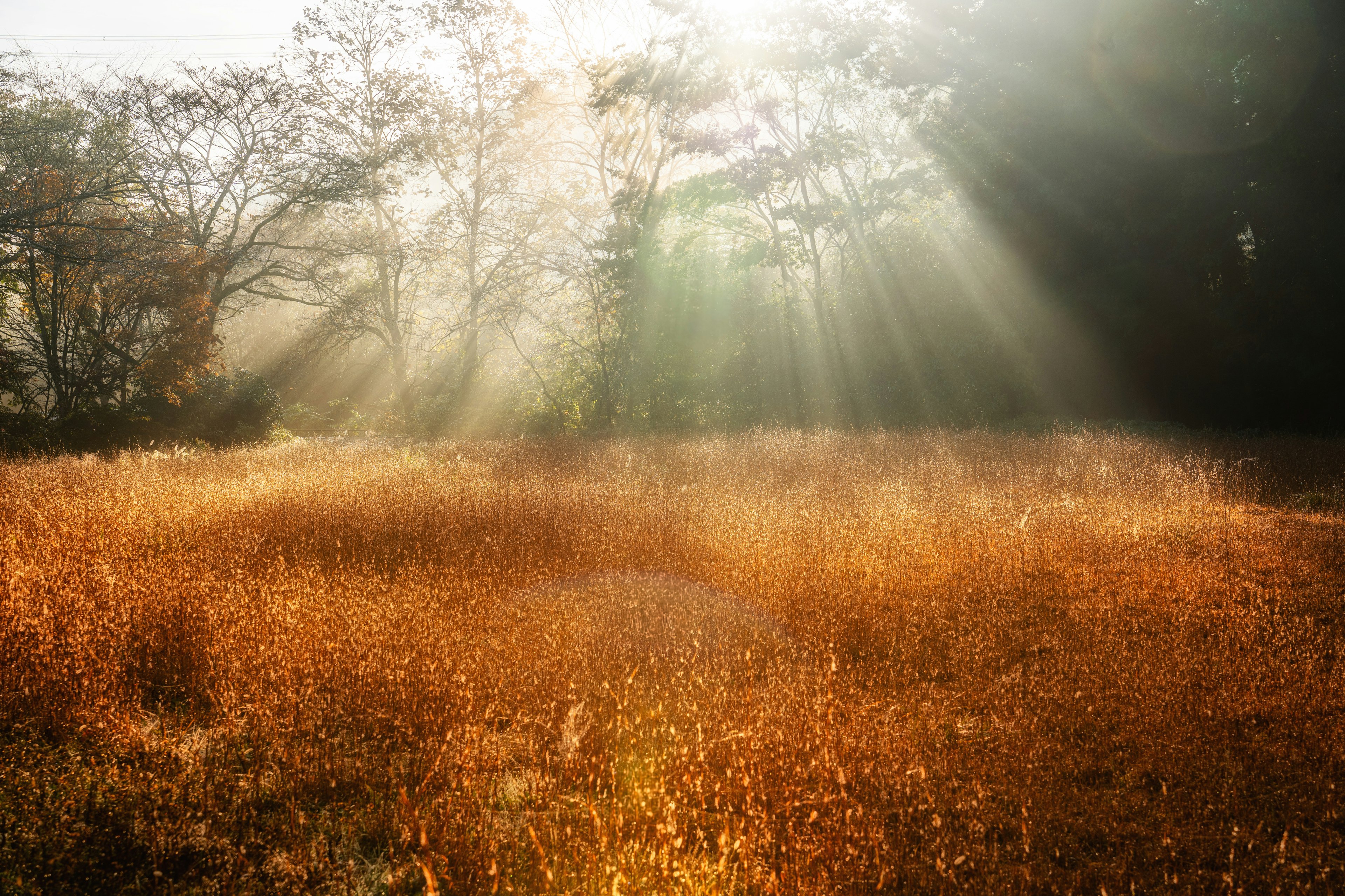 Morgenlicht, das durch ein goldenes Grasfeld strömt